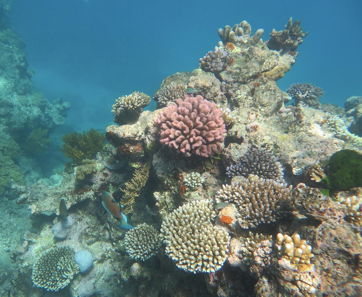 Norman Reef