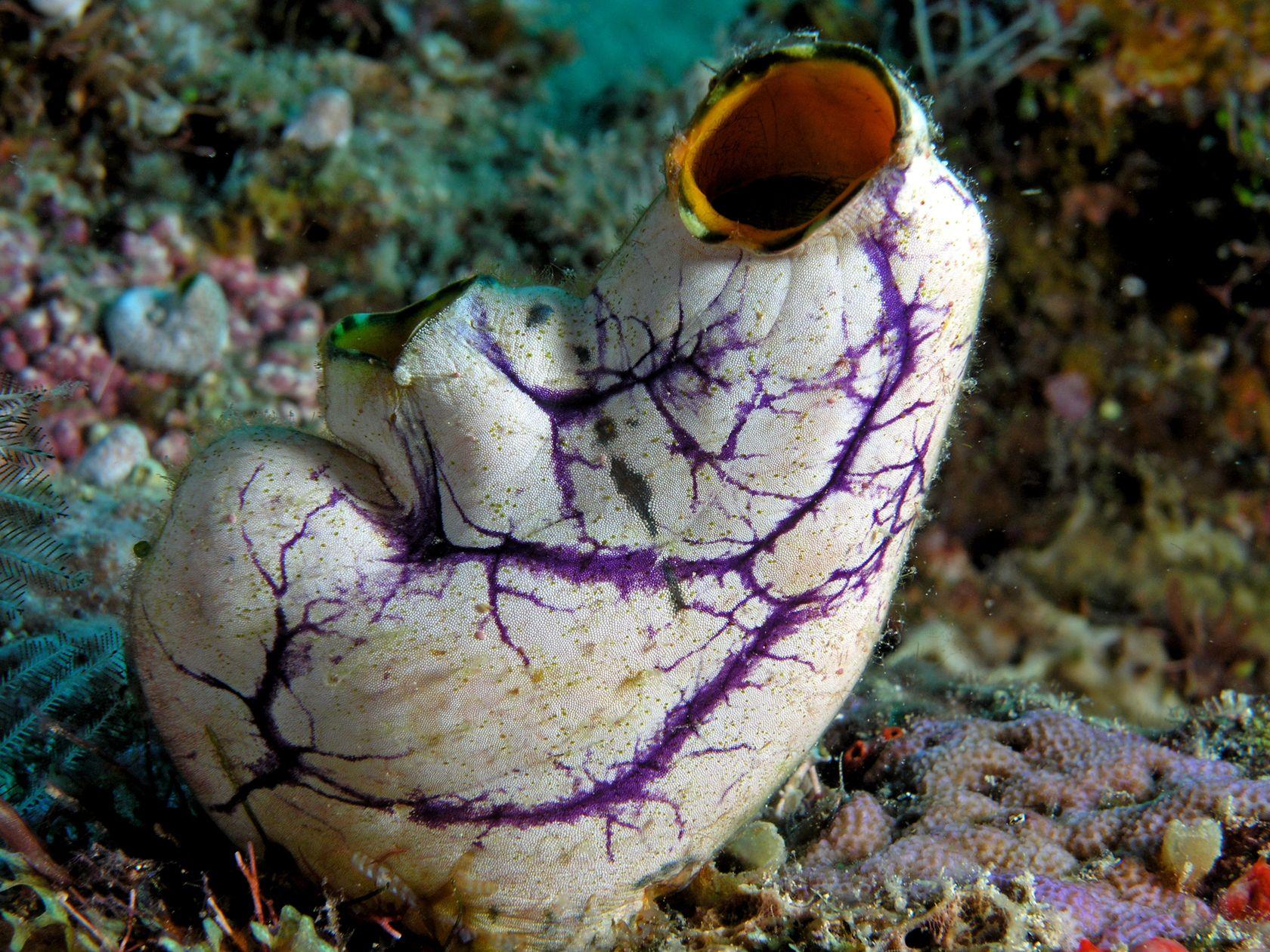 A golden sea squirt (Polycarpa aurata) in Komodo National Park, emblematic of the yellow tunicates draping the Yellow Wall of Texas.
