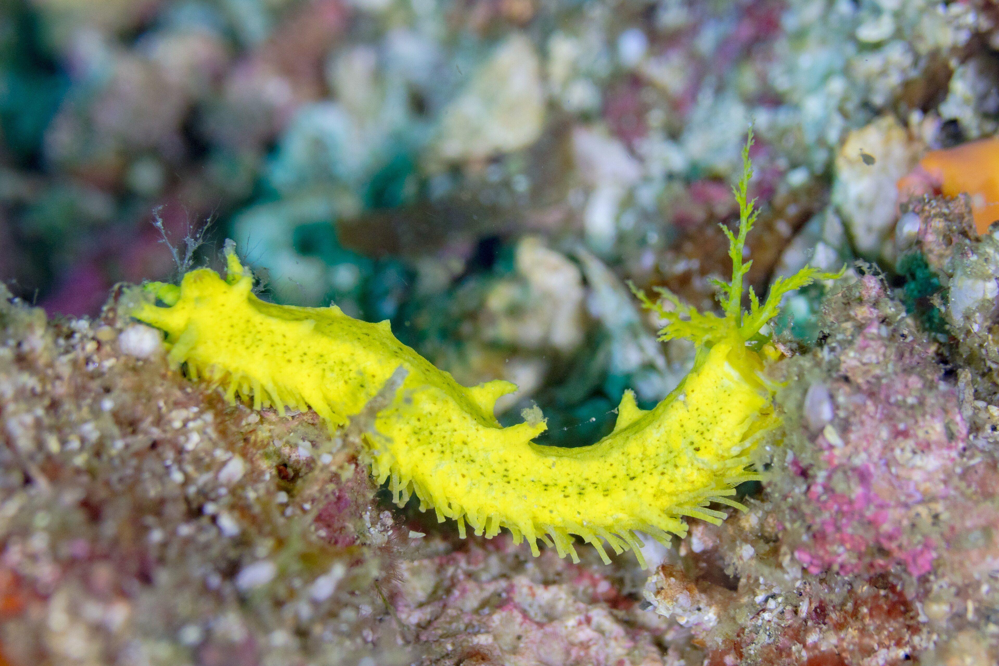 Bright yellow robust sea cucumbers (Colochirus robustus) clustered on a rock in Anilao.