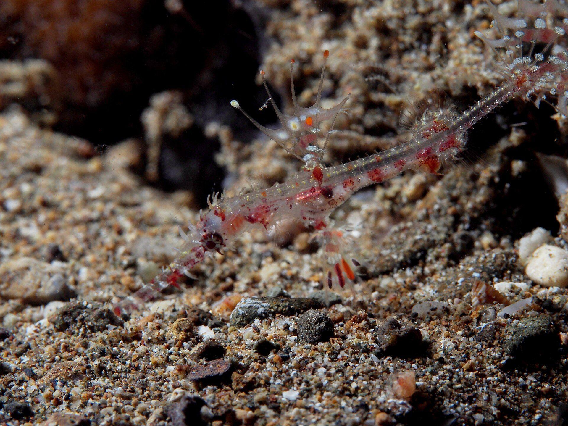 An ornate (harlequin) ghost pipefish camouflaged on a reef in the Philippines, representative of the macro critters found on the Kalipayan house reef, Panglao