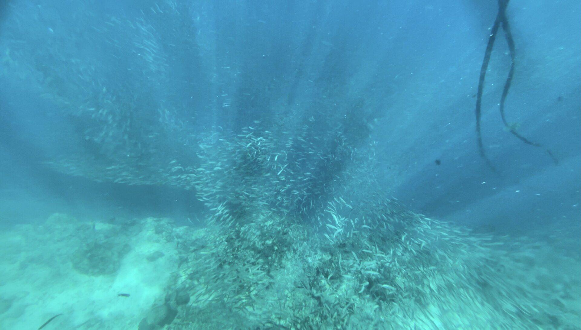 A dense school of sardines forming a swirling bait ball over the seafloor in the Bohol Sea, the signature spectacle of Napaling Reef, Panglao
