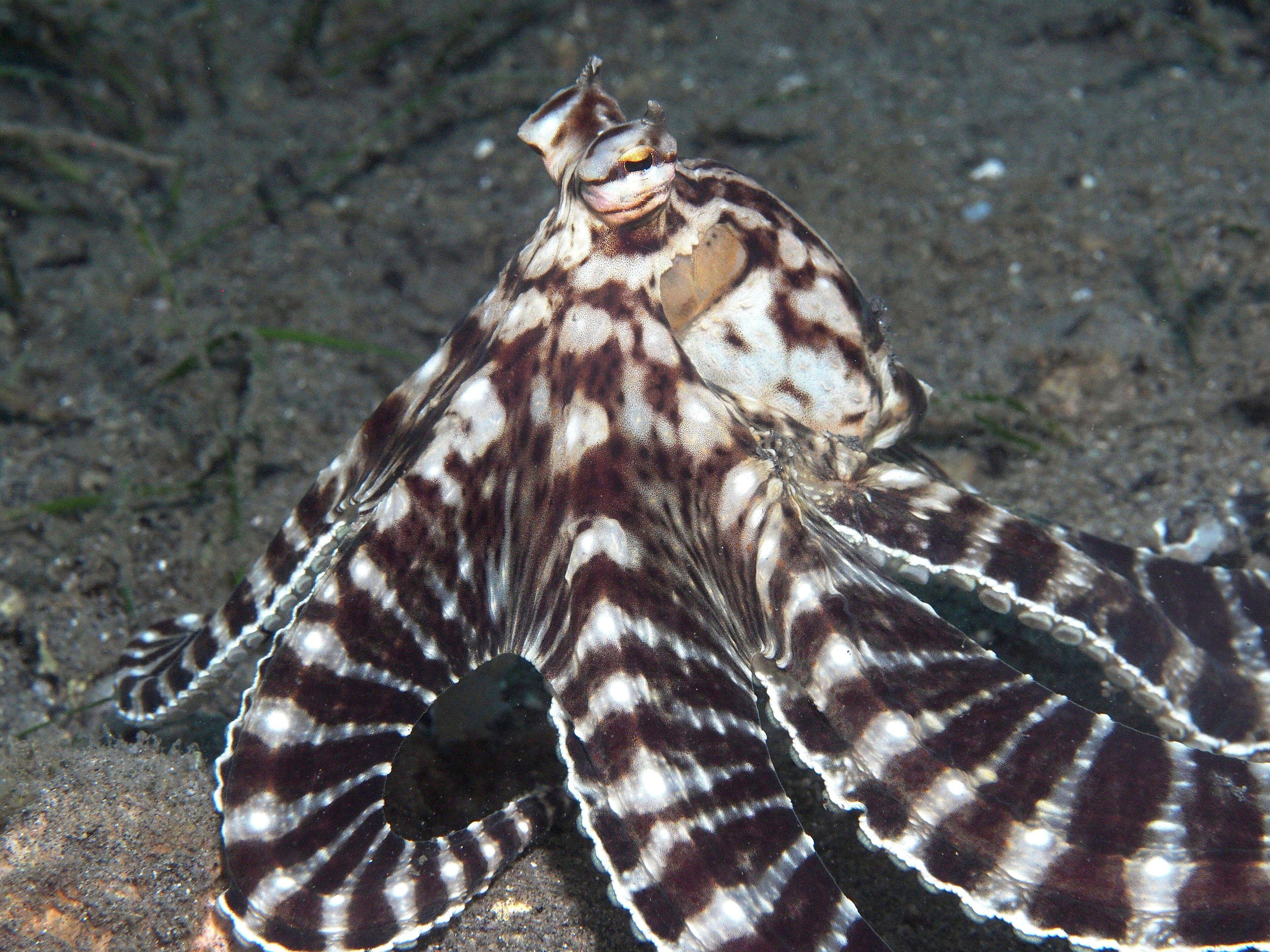 A mimic octopus stretches its banded arms across black sand on an Anilao muck dive.
