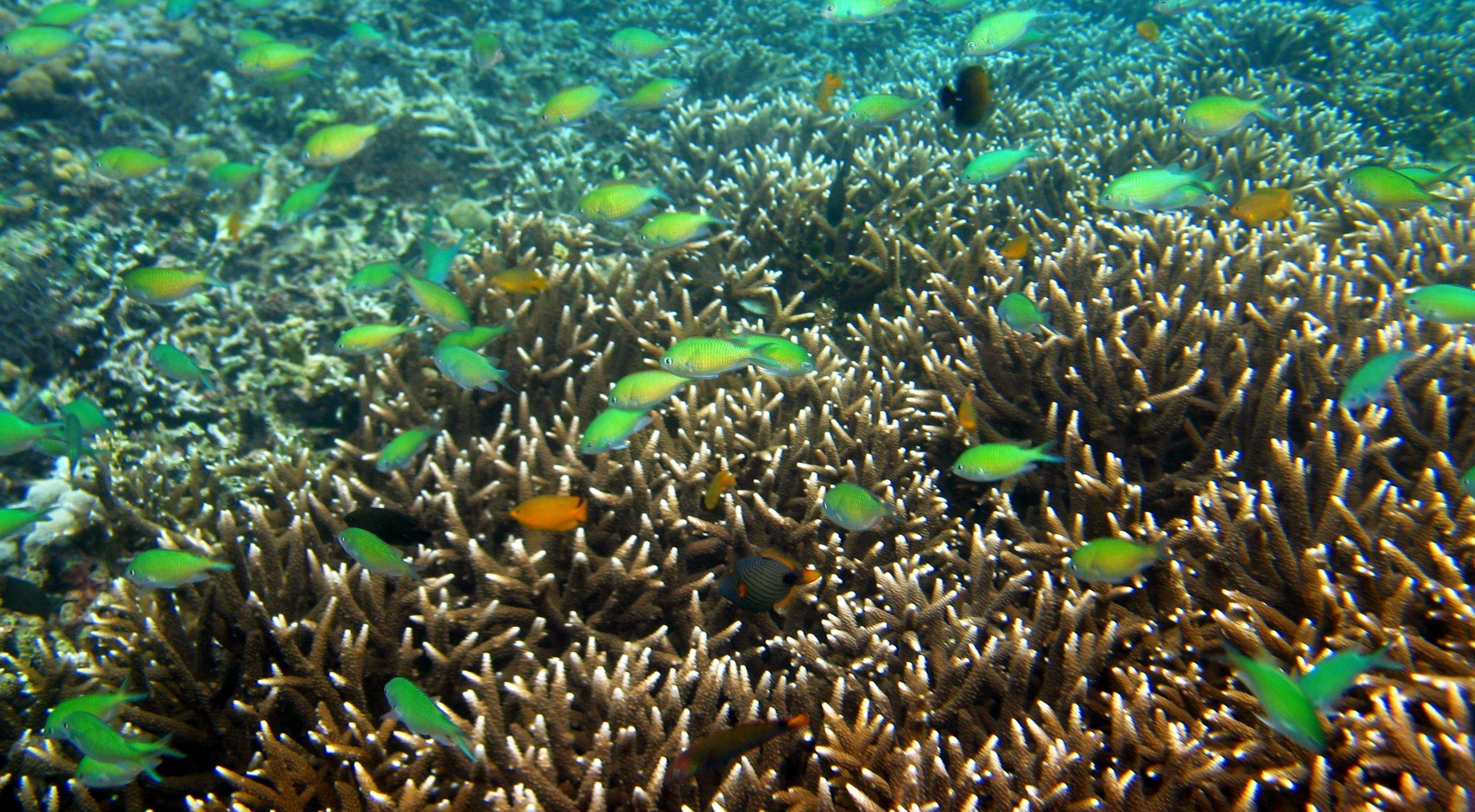 A healthy coral-reef slope descending into green-blue water off Anilao.