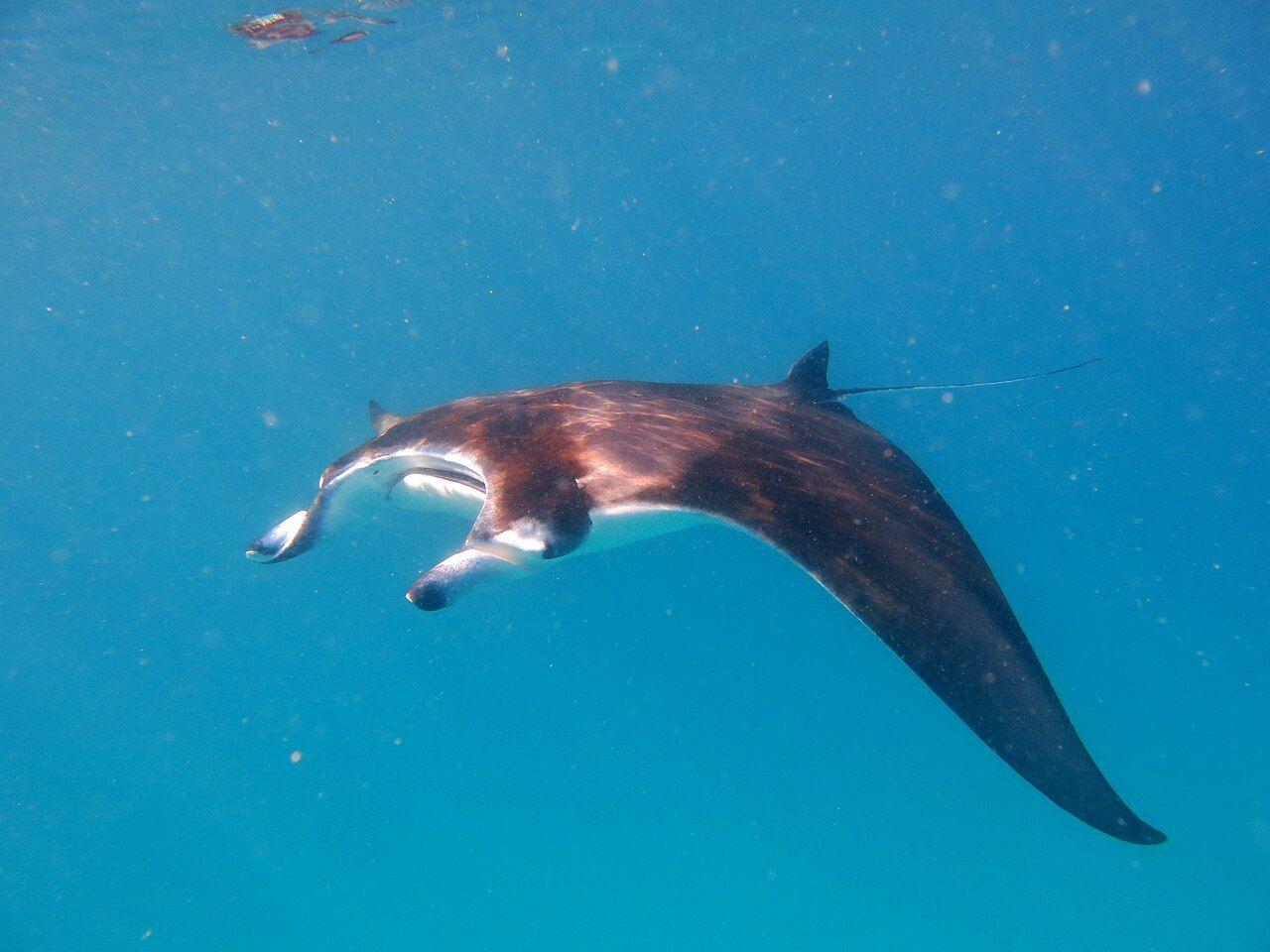 Reef manta ray (Mobula alfredi) — the dominant cleaning-station species at Manta Bowl, Ticao Pass.