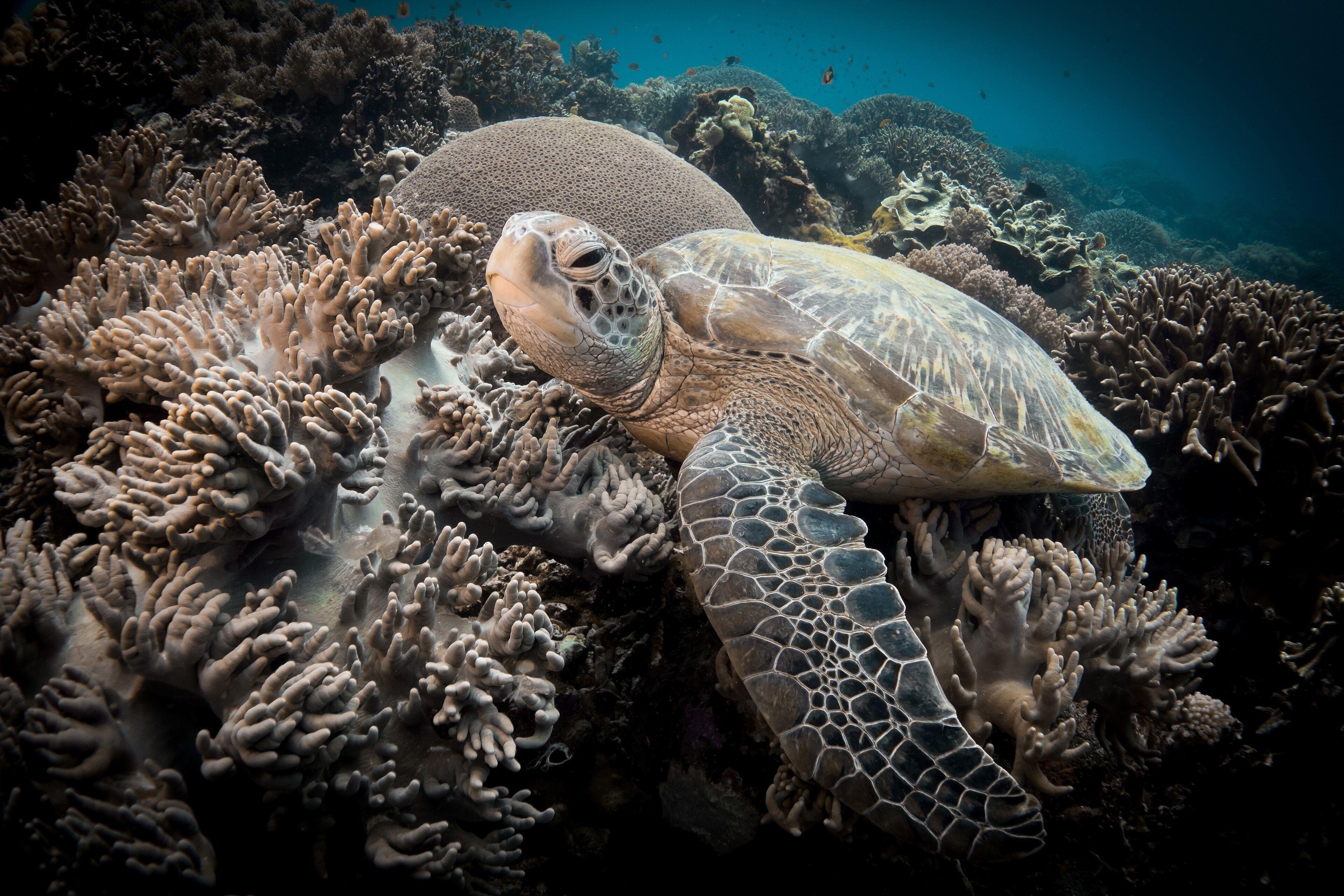Green sea turtle on the hard-coral reef at Apo Island Marine Sanctuary.