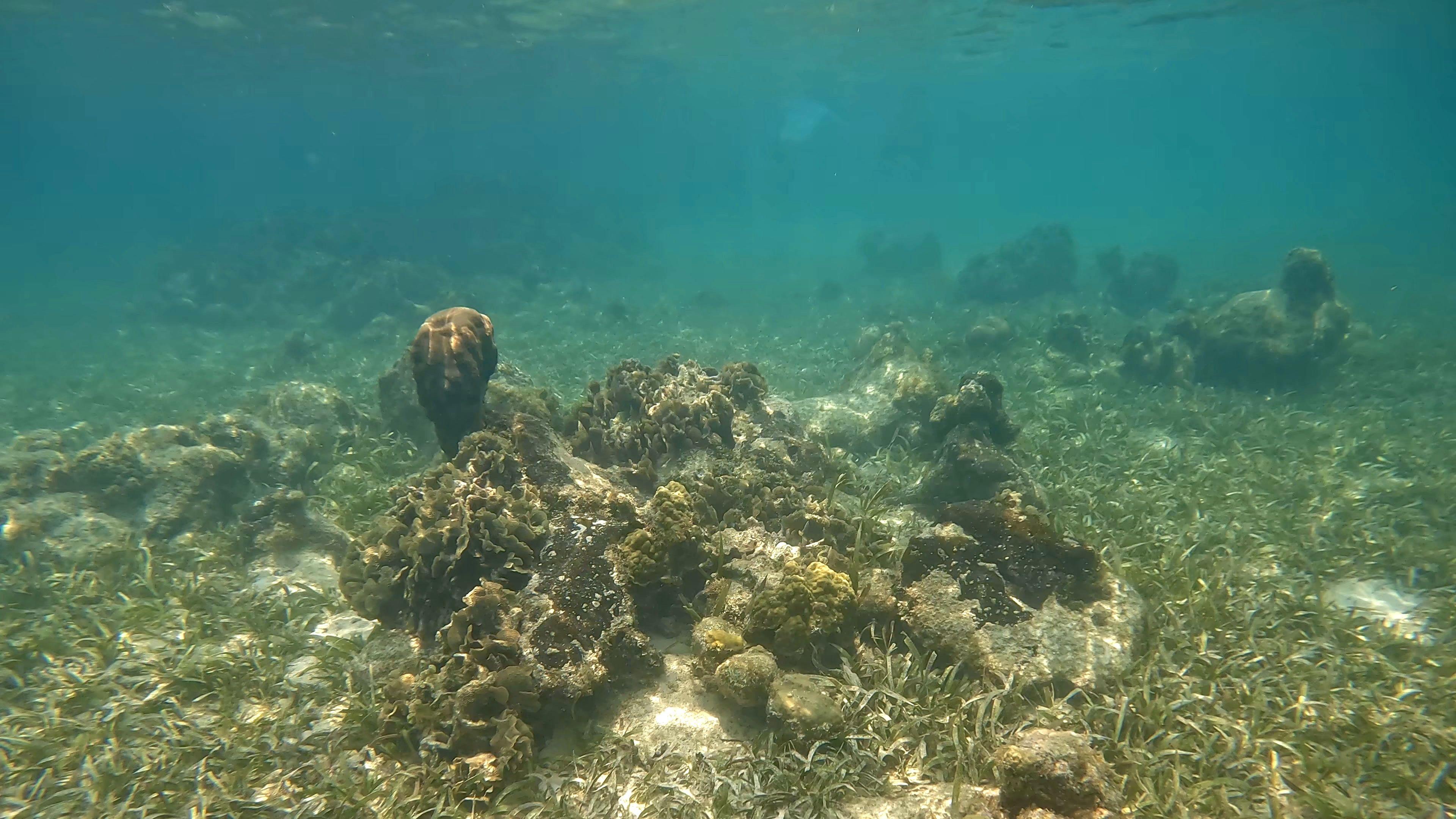 Coral reef off Roatán, Honduras — the fringing reef around Mary’s Place.