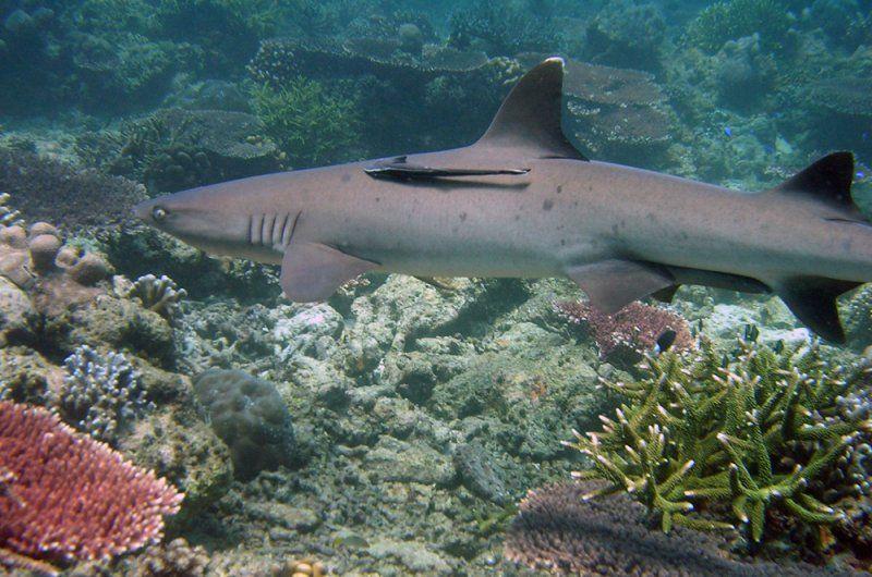 Whitetip reef shark at Tubbataha Reefs Natural Park — representative South Atoll marine life.
