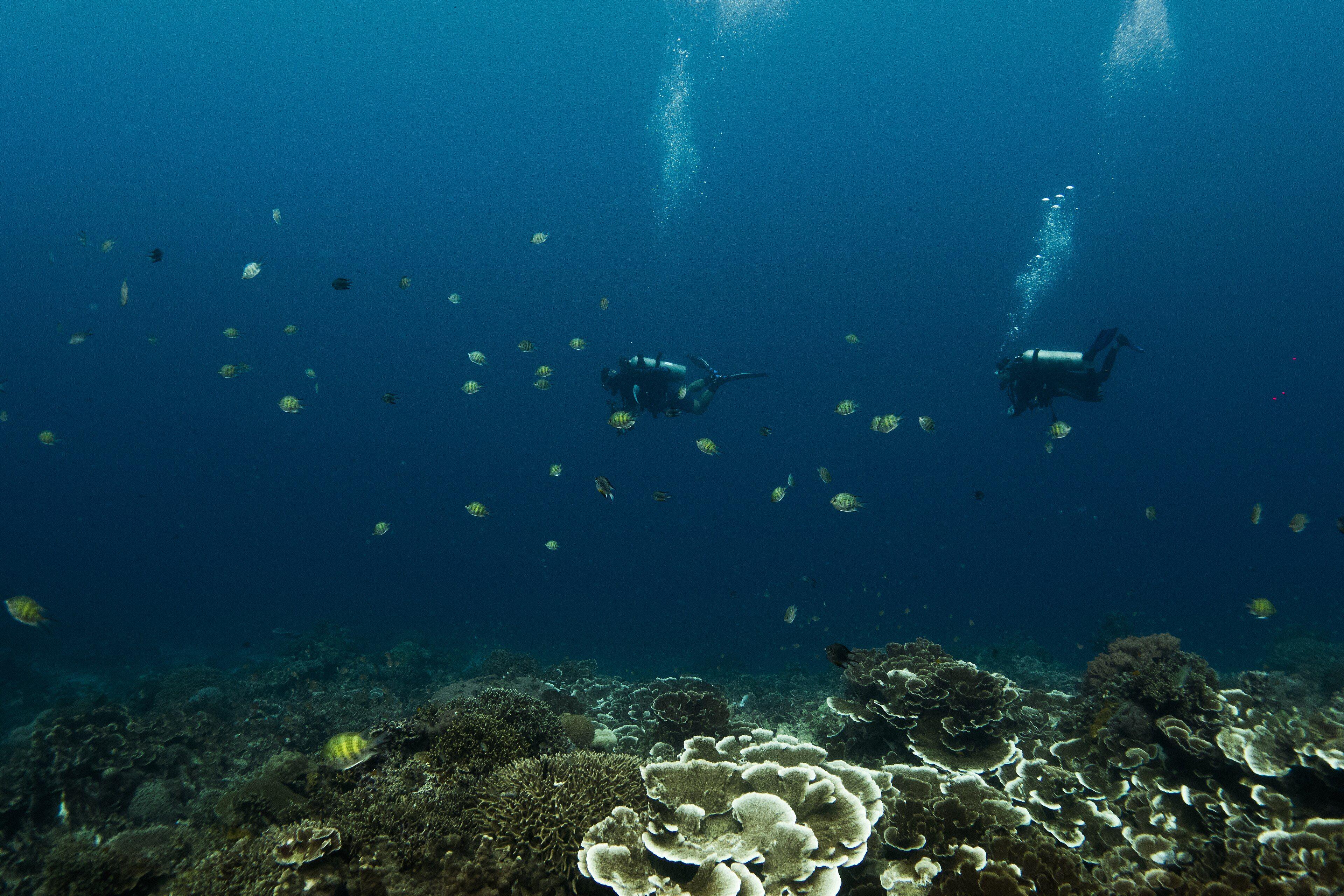 Divers hovering above a coral garden in a Philippine marine sanctuary, representative of Balicasag Marine Sanctuary / Rico's Wall