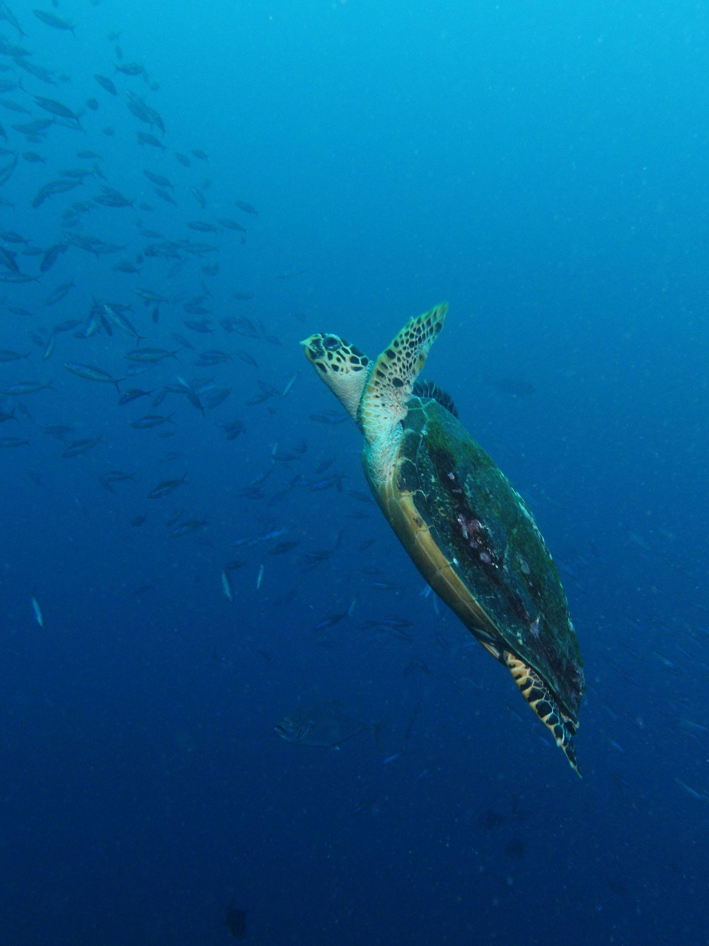 A green sea turtle dives through blue water past a school of fish at the Batu Bolong pinnacle in Komodo National Park.