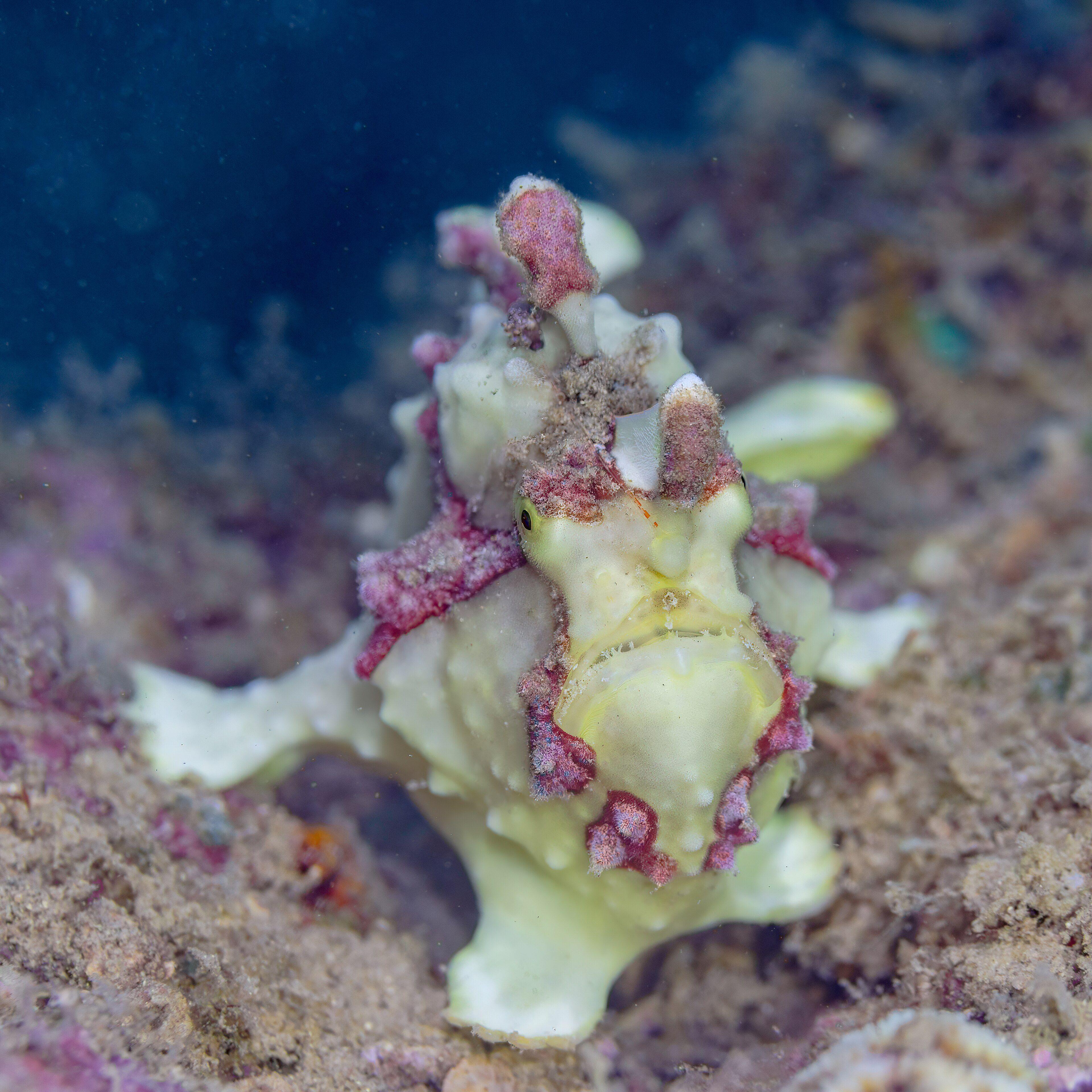 Clown frogfish (Antennarius maculatus) — the kind of critter that colonises the Cars Wreck muck at Dauin.