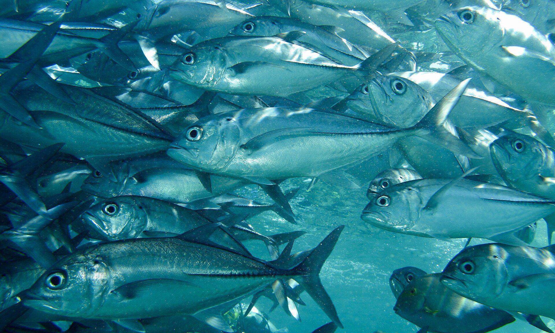 Dense school of bigeye trevally (jackfish) wheeling over a coral slope, the signature spectacle of Divers' Heaven, Balicasag Island