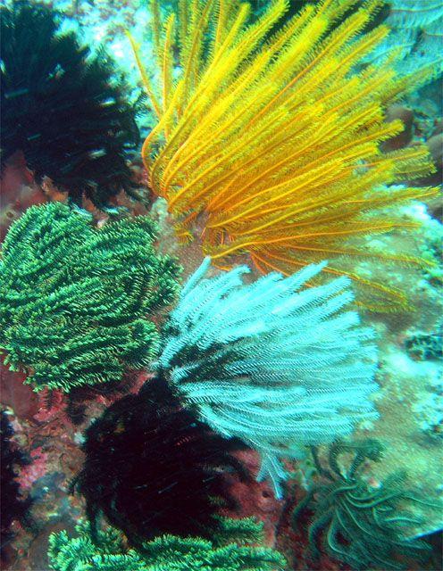 Colorful feather stars (crinoids) clinging to a reef wall in Anilao, Batangas.