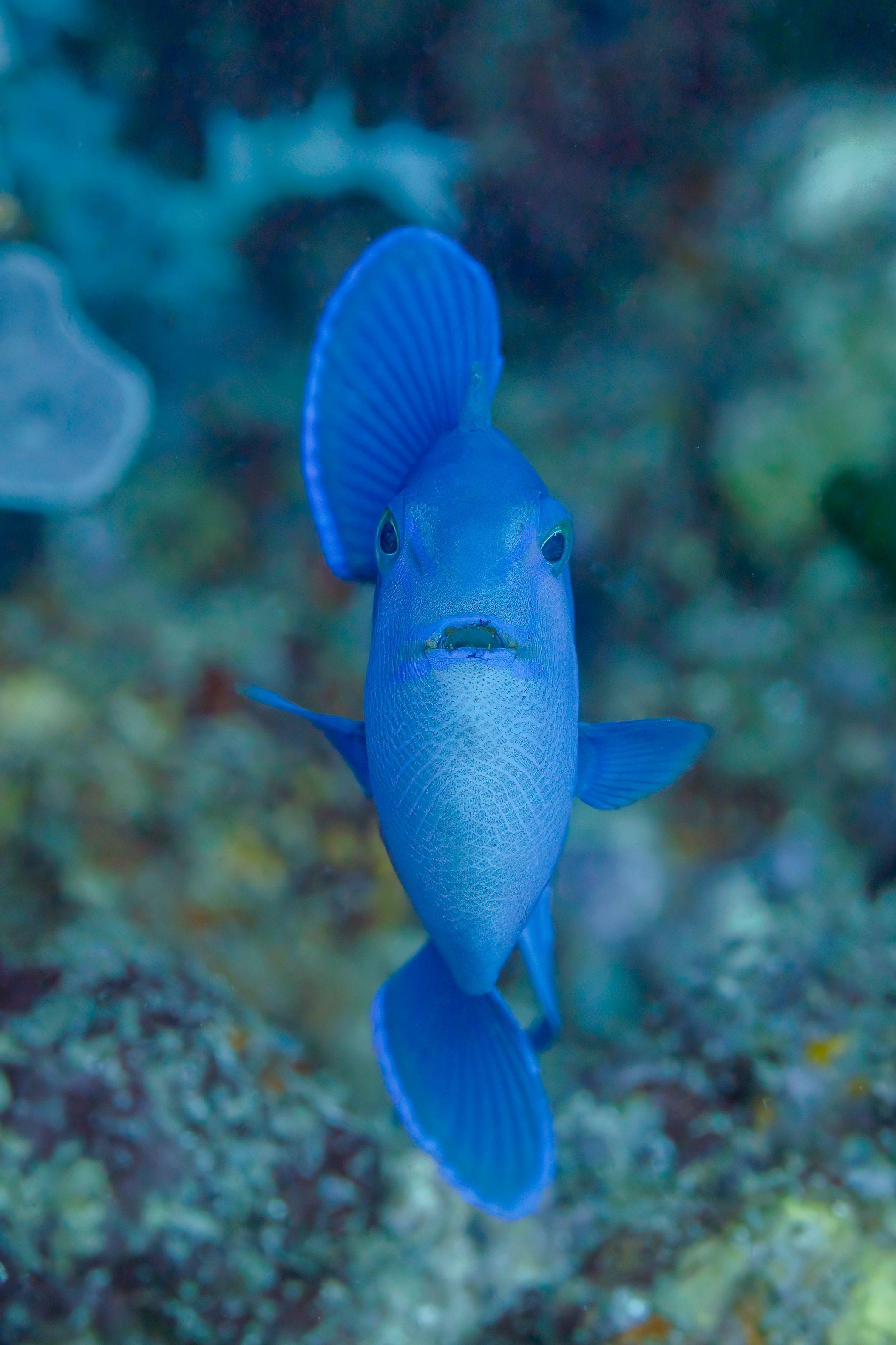 A redtoothed triggerfish (Odonus niger) hovering over the reef in Anilao, Philippines.