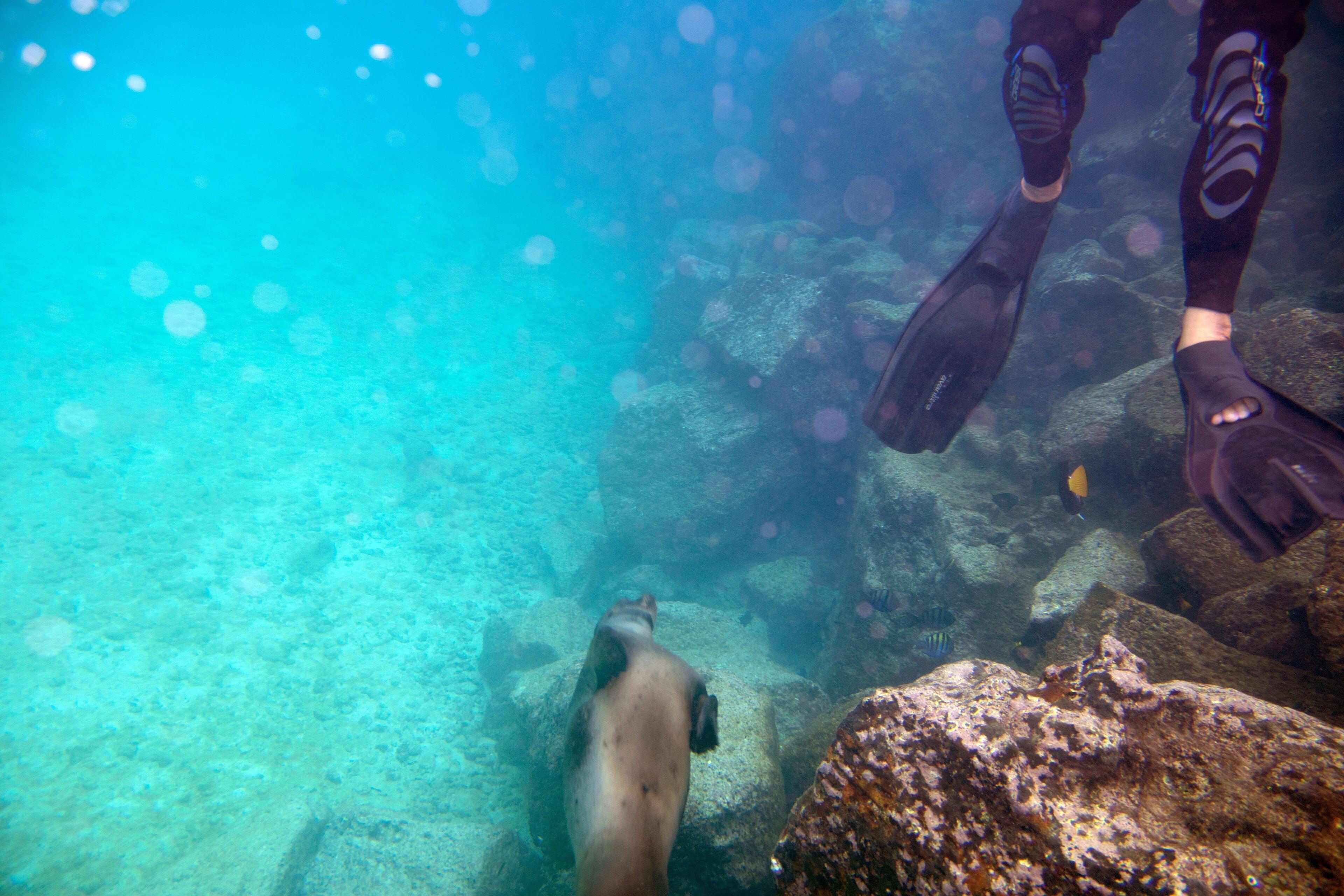 Galápagos sea lion — a signature encounter at Cousin’s Rock, Galápagos.