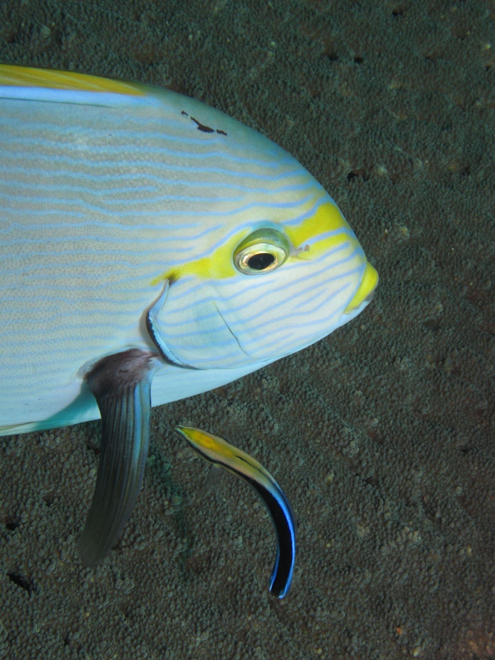 A bluestreak cleaner wrasse attends a surgeonfish at a Komodo cleaning station — the behavior that defines Mawan's shallow manta-cleaning site.