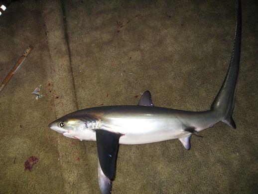 Pelagic thresher shark (Alopias pelagicus) — the signature species of Monad Shoal.