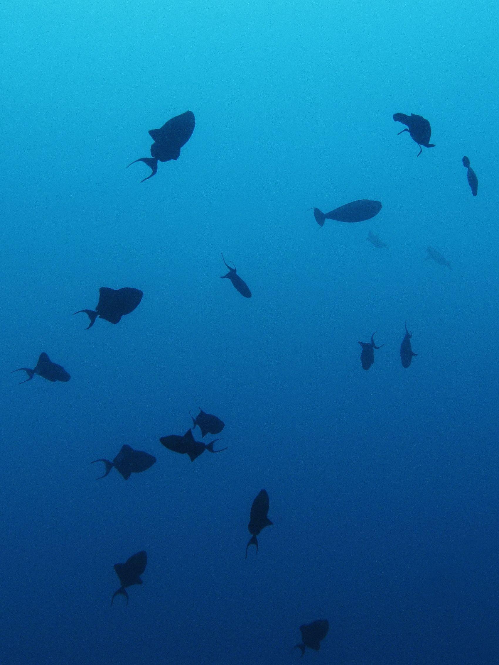 A swarm of redtoothed triggerfish over the boulder reef at Tatawa Kecil ("Current City") in Komodo National Park.