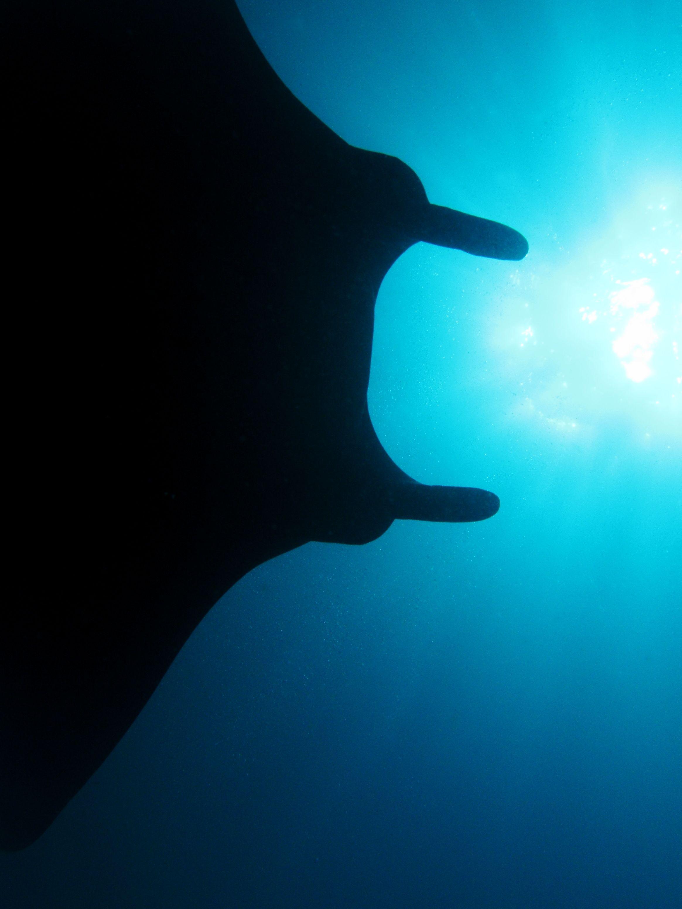 A manta ray silhouetted against sunlit water in Komodo National Park, the signature encounter at Karang Makassar Manta Point.