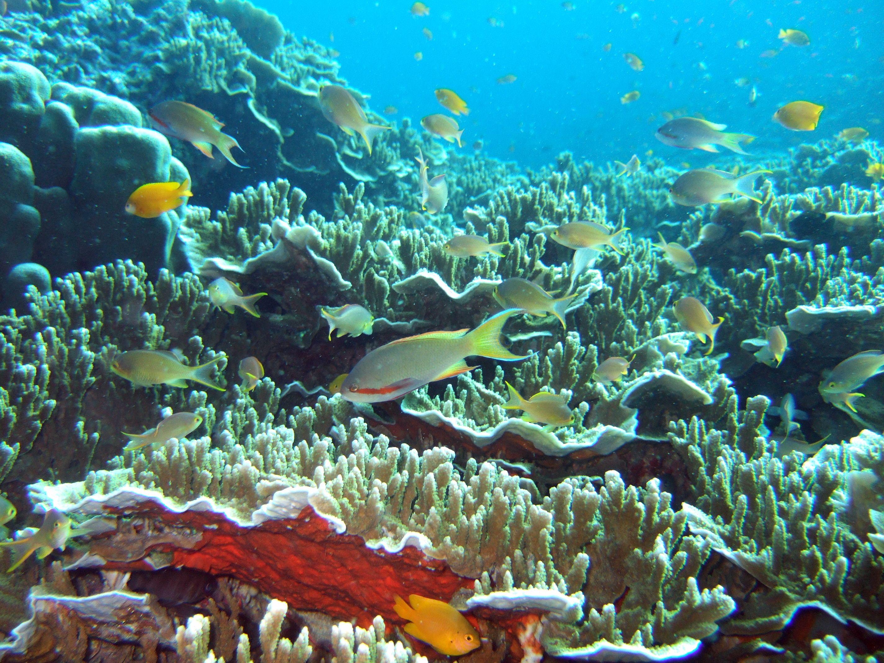 Vibrant tropical coral reef in the Philippines with schooling reef fish over hard corals in clear blue water