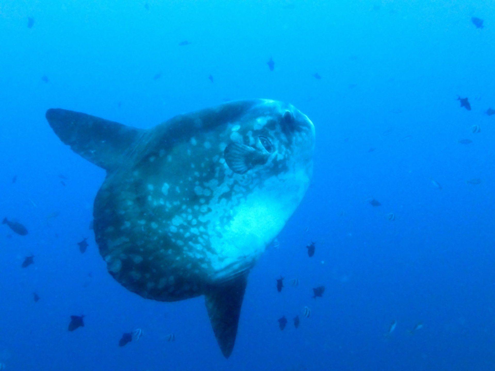 Bump-head sunfish (Mola alexandrini) — the “mola” that surfaces at Crystal Bay, Nusa Penida.
