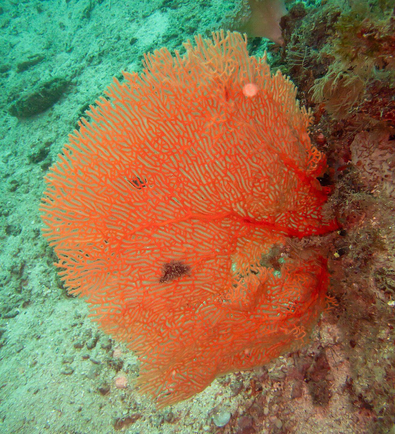 A large giant sea fan (Annella mollis gorgonian) on a tropical reef wall, the signature feature of Doljo Point, Panglao