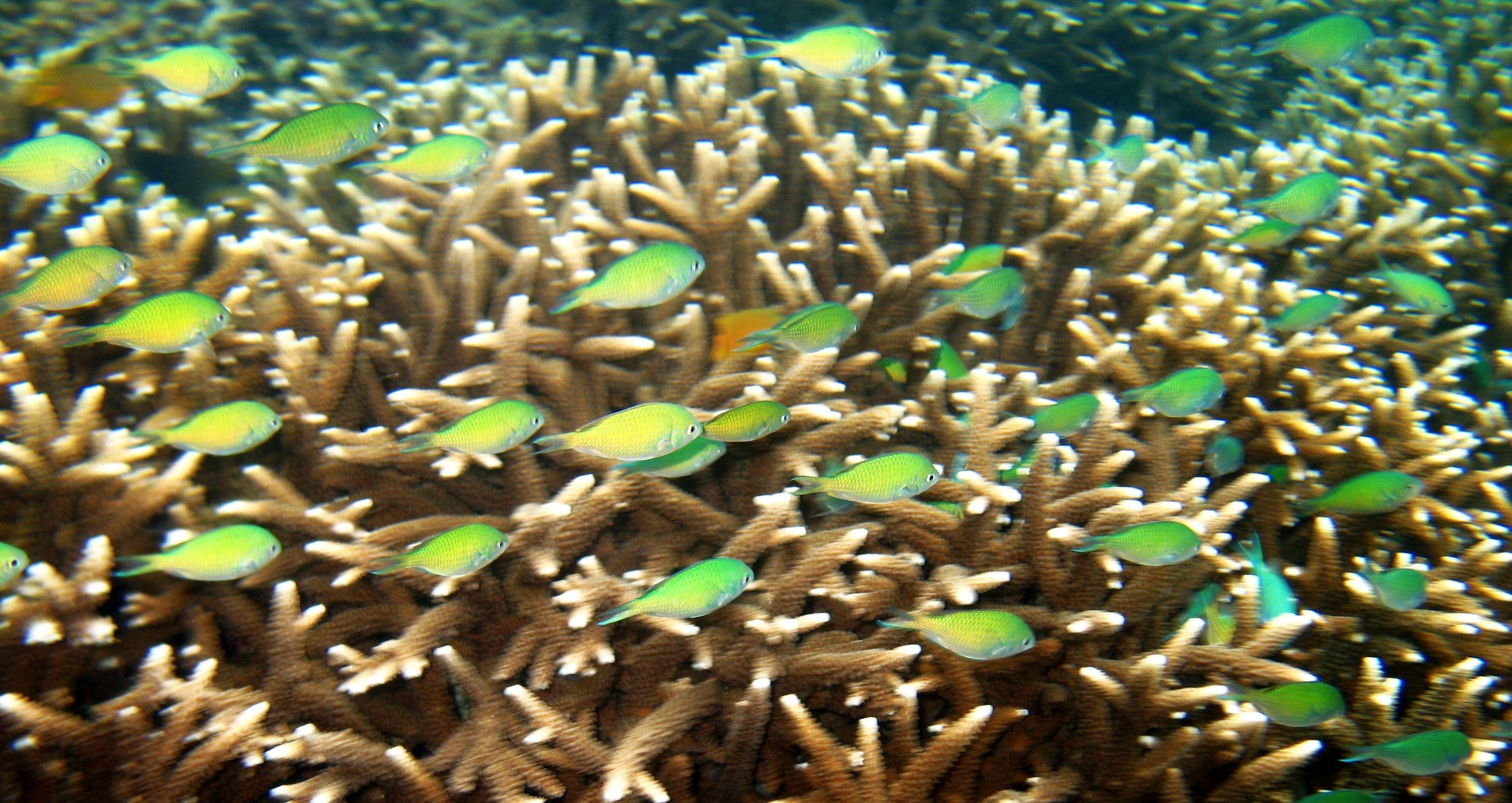 A busy coral reef teeming with fish in the clear water off Anilao, Batangas.