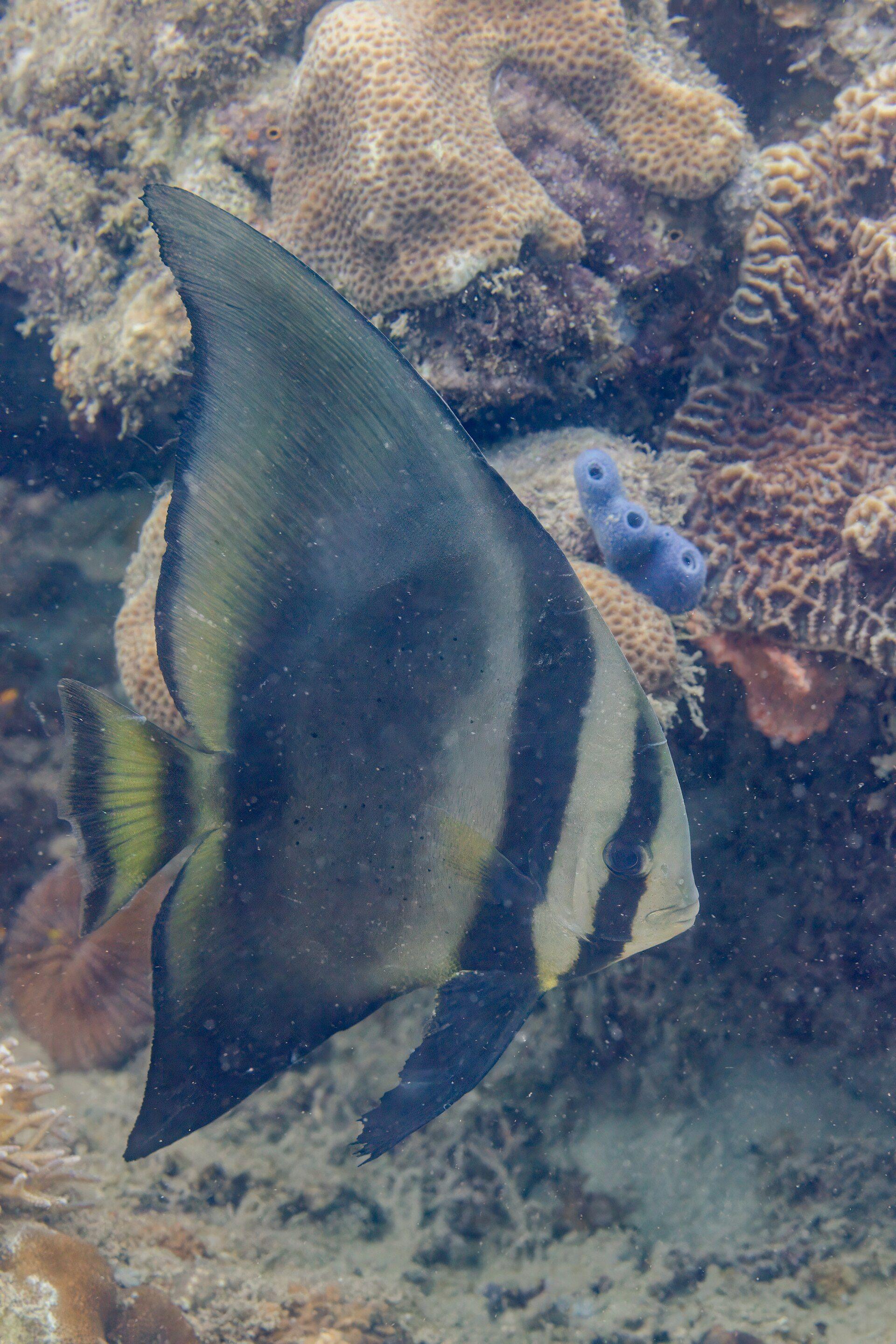 A golden spadefish/batfish (Platax boersii) gliding through the water in Anilao, Philippines.