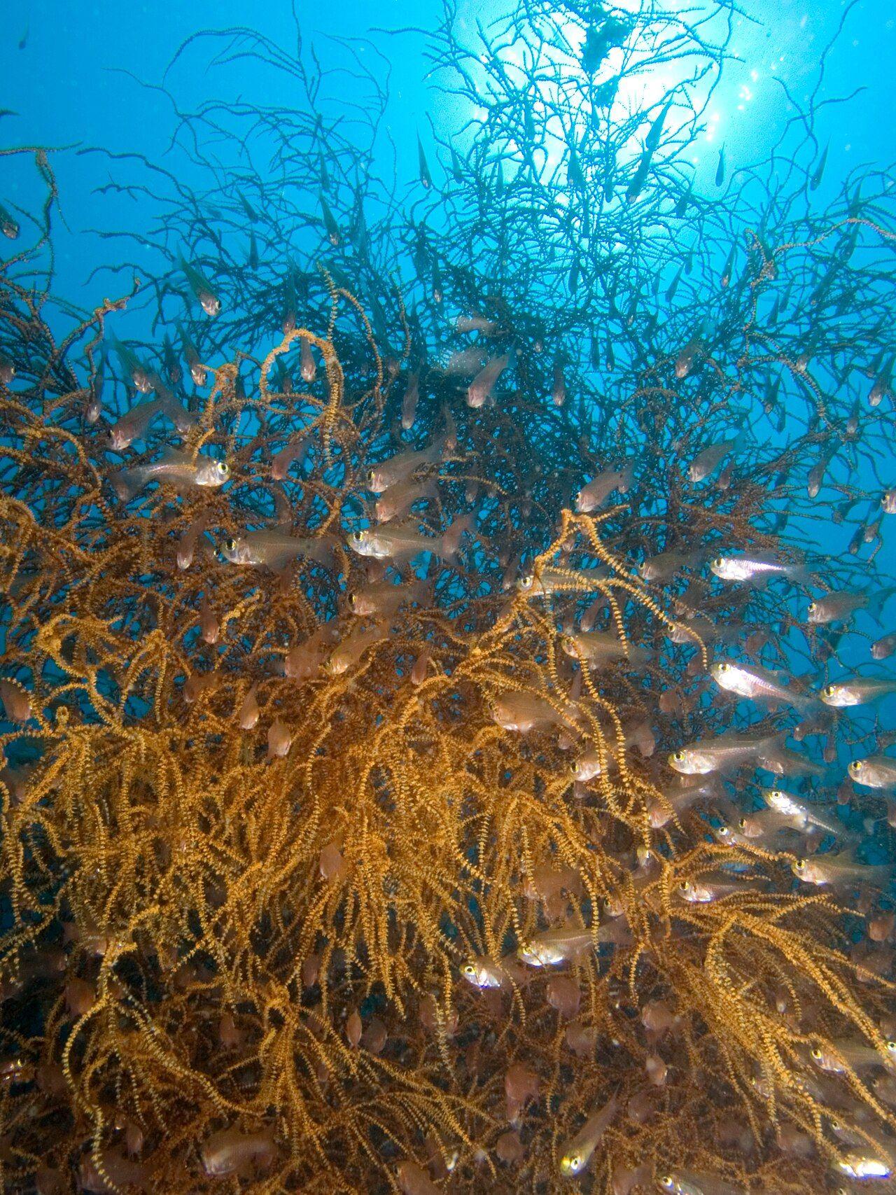 A dense swarm of golden glassfish (Parapriacanthus ransonneti) clustered around a gorgonian on an Indo-Pacific reef, evoking the glassfish-filled swim-through at Arco Point, Panglao