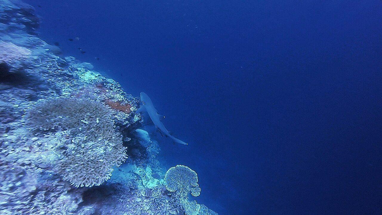 Whitetip reef shark patrolling the outer wall of Apo Reef Natural Park.