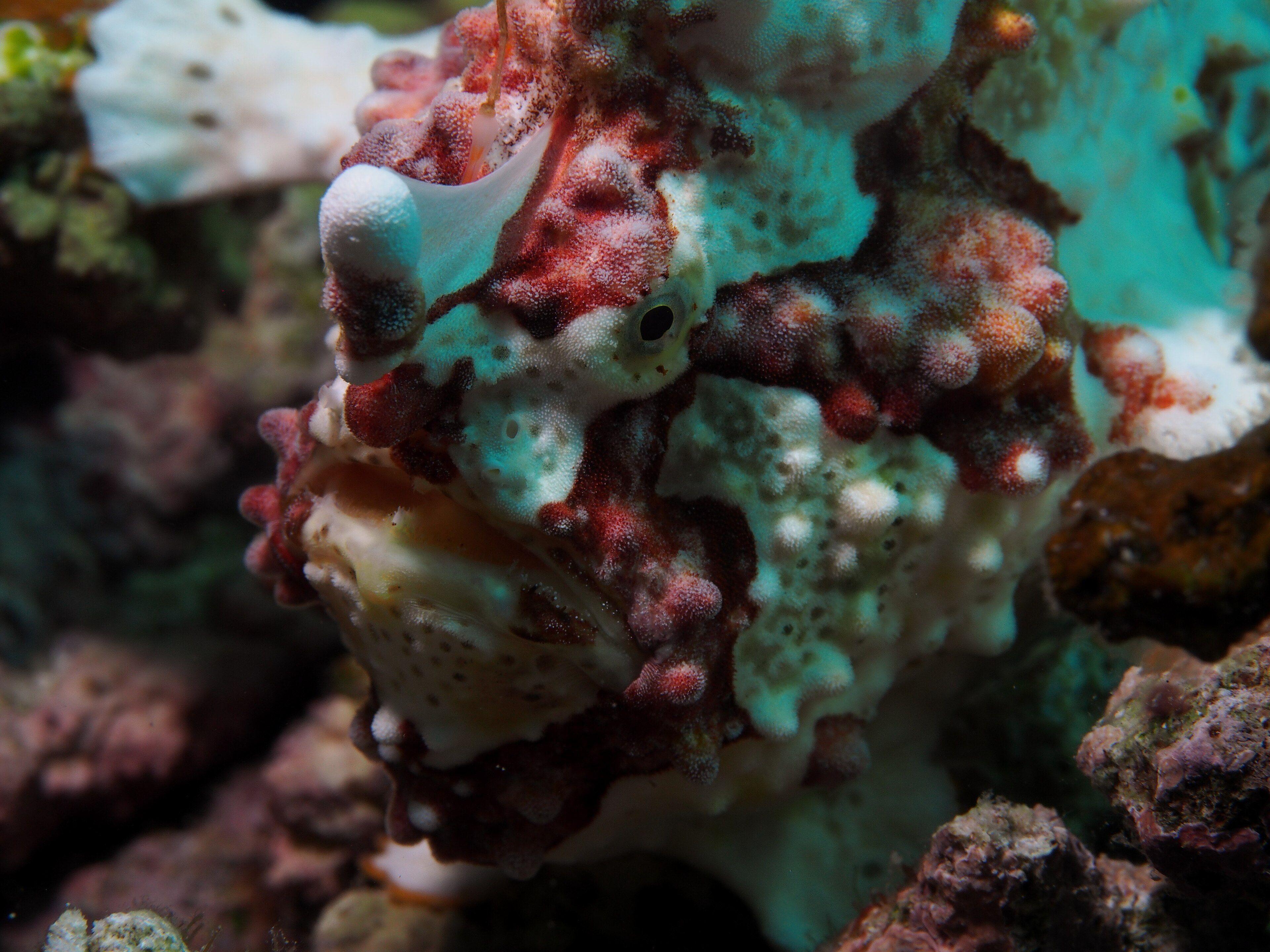 A warty (clown) frogfish perched on the muck bottom in Anilao, Philippines.