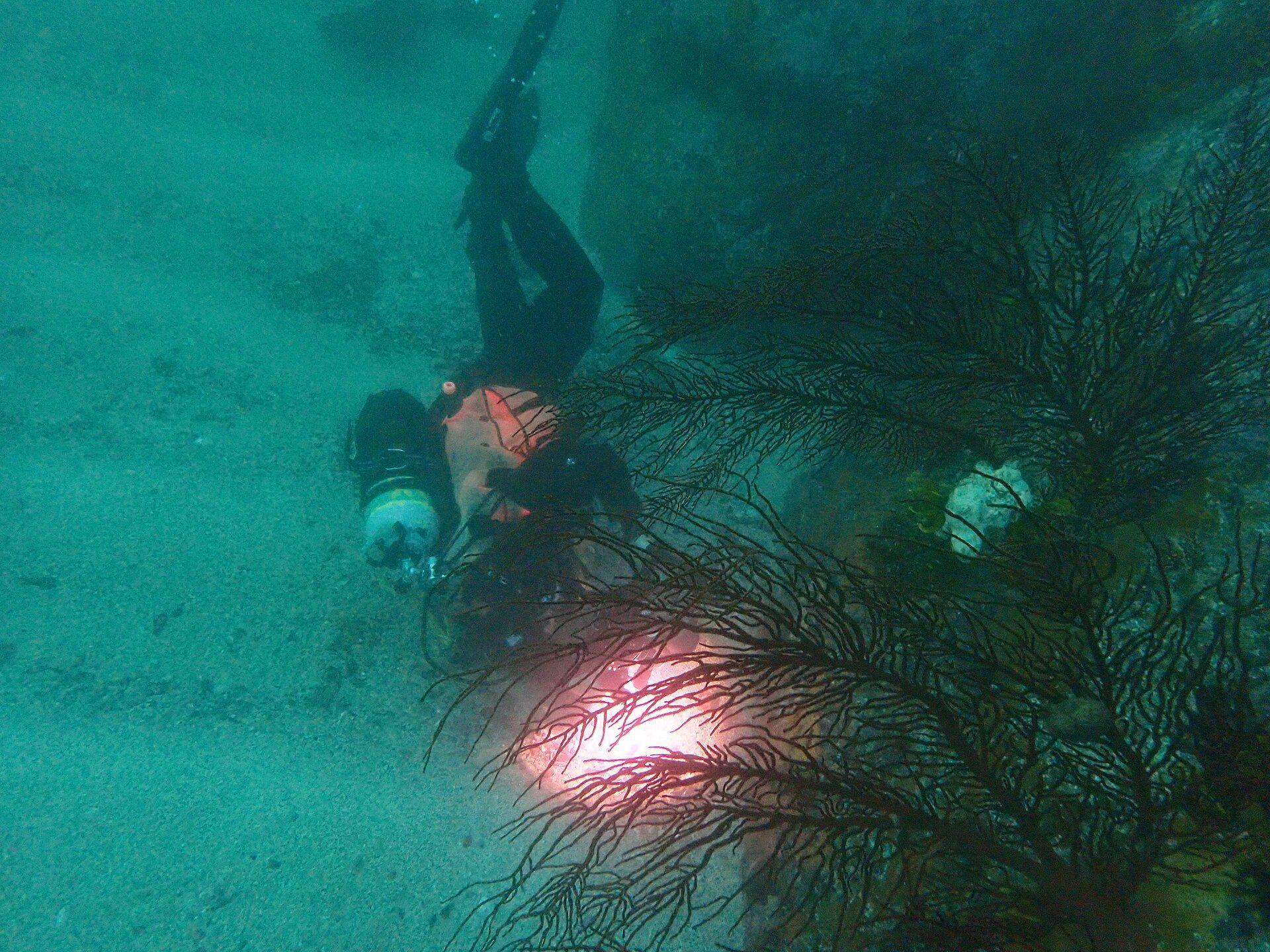 Scuba diver beside a wall of large gorgonian sea fans, evoking the gorgonian fan wall at Cabilao Island, Bohol