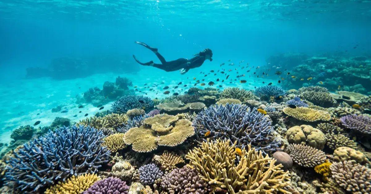 Diving Port Douglas: Agincourt Reef and the Outer GBR