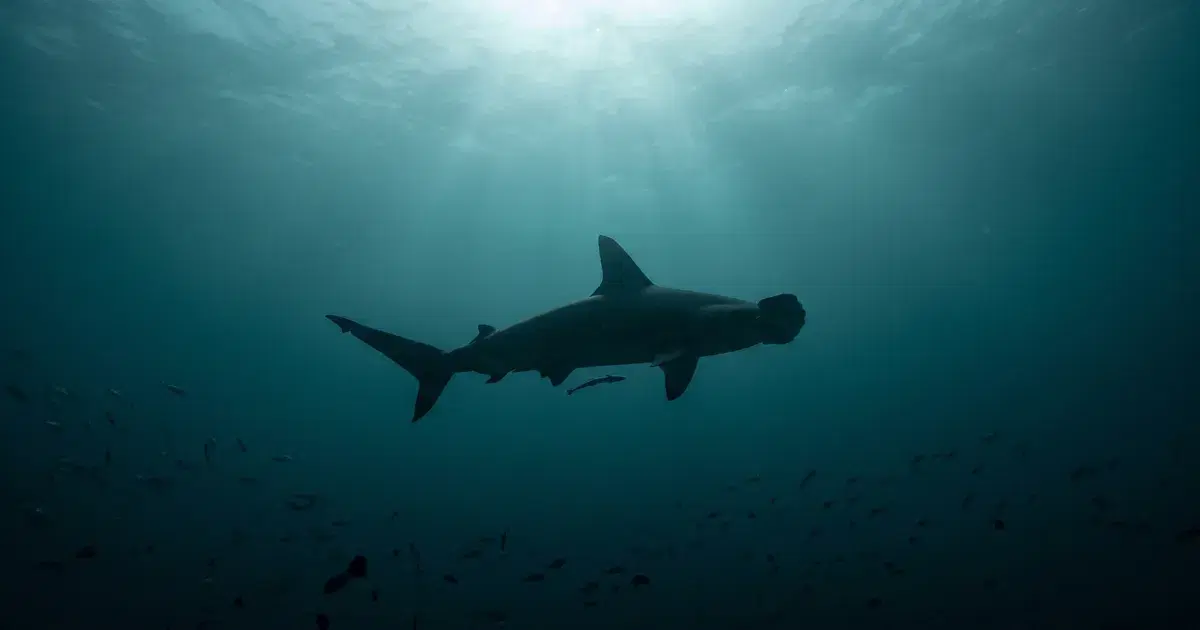 Rasdhoo Atoll Diving: Hammerheads at Dawn