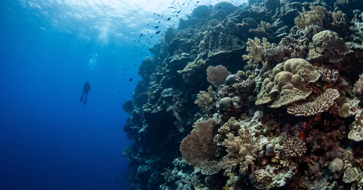 Diving Apo Reef: The Philippines' Biggest Atoll (Not Apo Island)