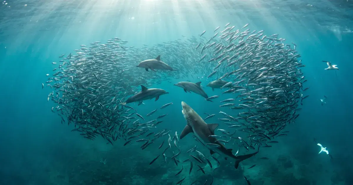 Diving the Sardine Run: South Africa's Greatest Shoal
