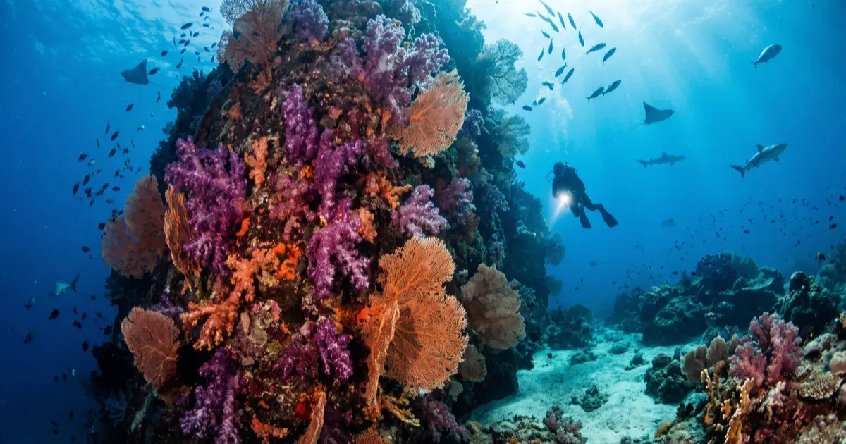 Koh Lanta Diving Guide: Gateway to Hin Daeng and Hin Muang