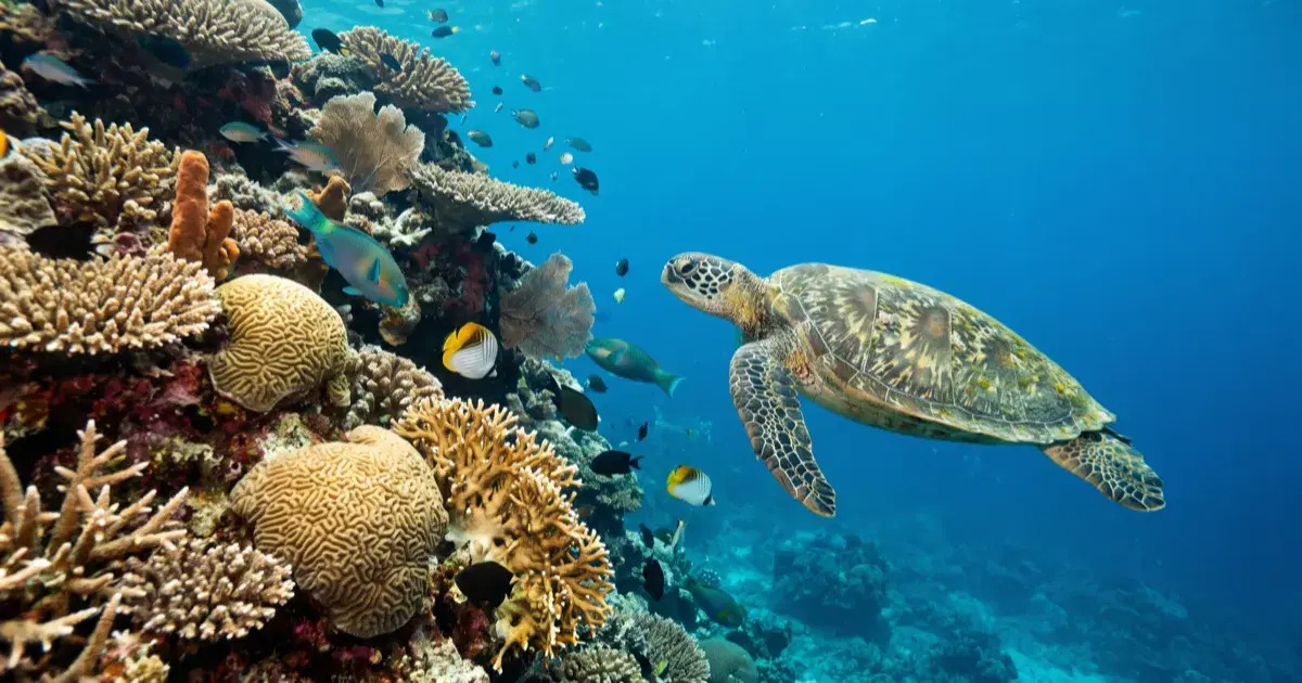 Pamilacan Island Diving: Bohol's Quiet Marine Sanctuary