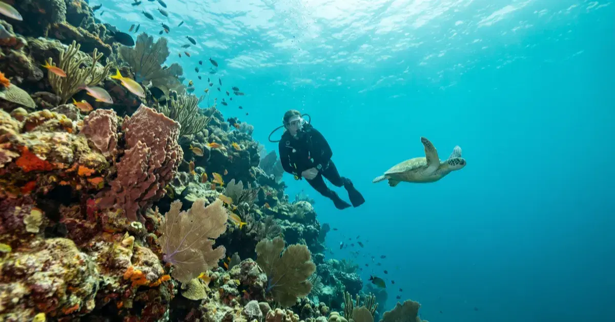 Cozumel's Best Dive Sites, by Experience Level