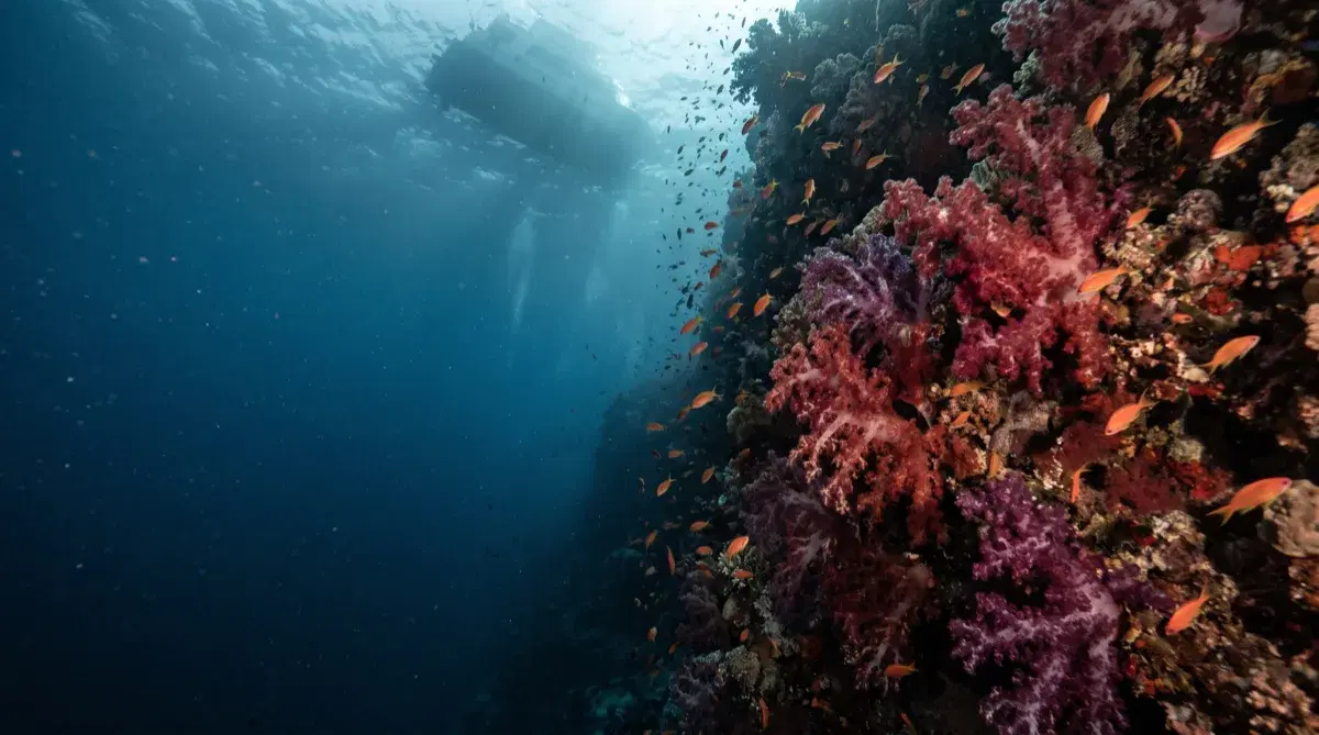 Tauchsafari im Roten Meer: Routen, Saison und Kosten