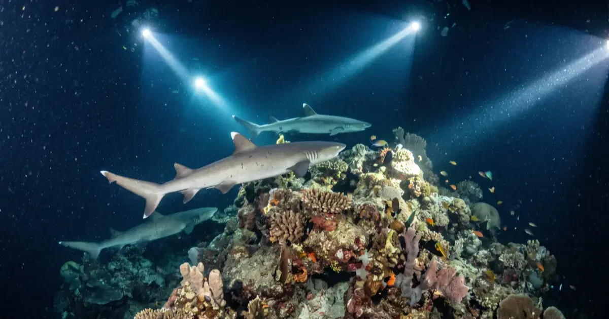 Maaya Thila Diving: The Maldives' Most Famous Night Dive