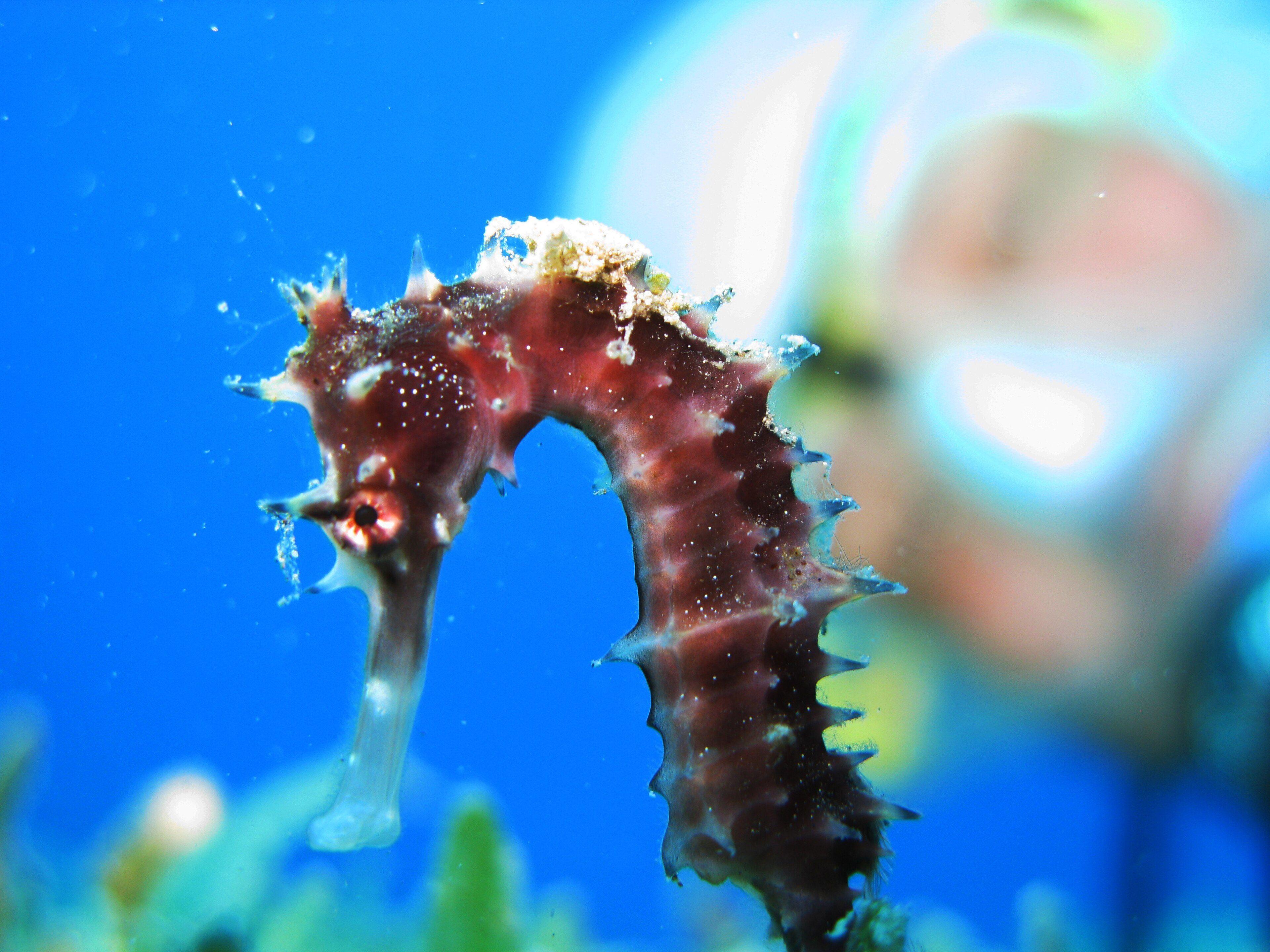 Thorny Seahorse