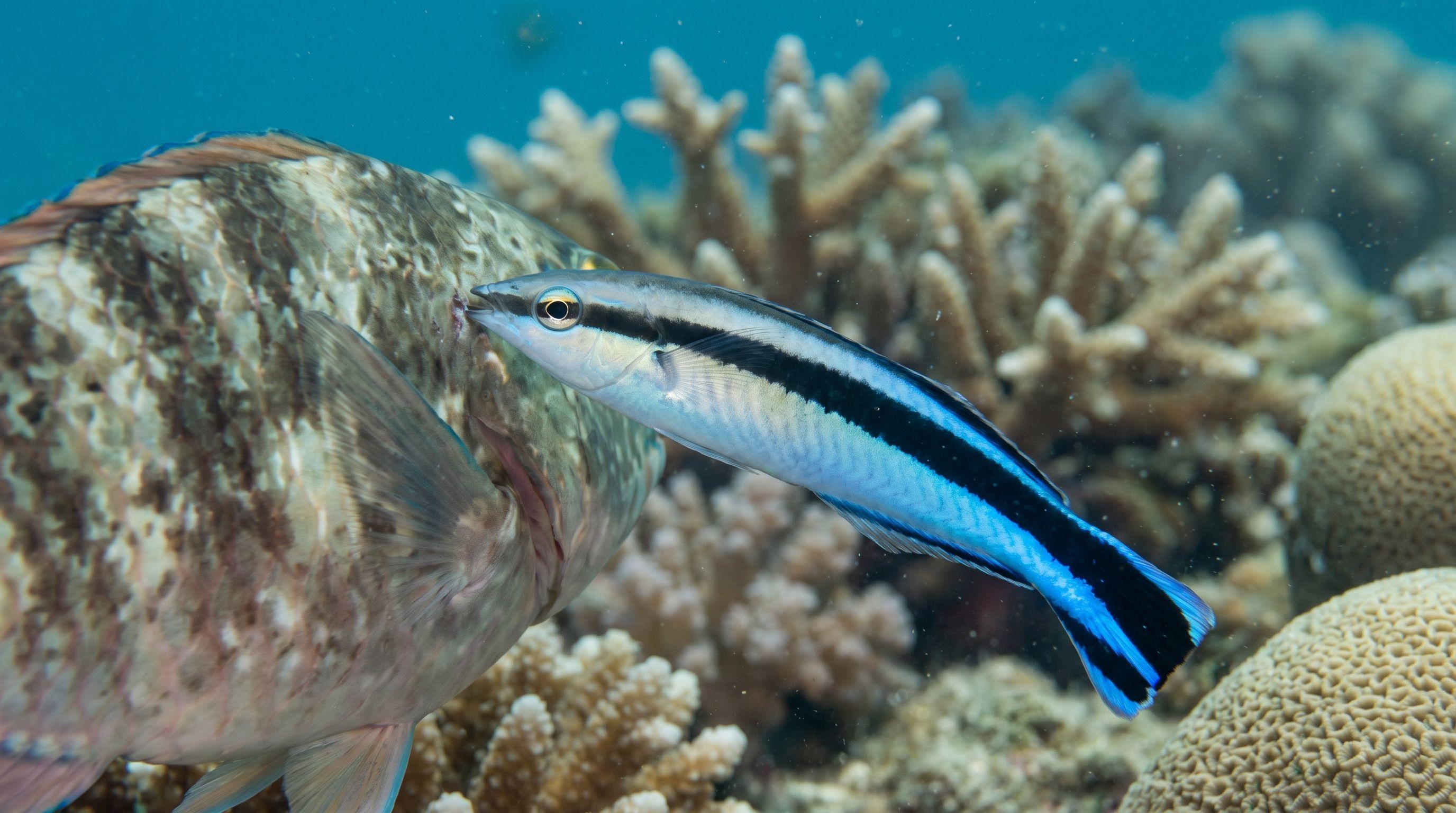 AI-generated illustration; species identification unverified. Bluestreak Cleaner Wrasse (Labroides dimidiatus)