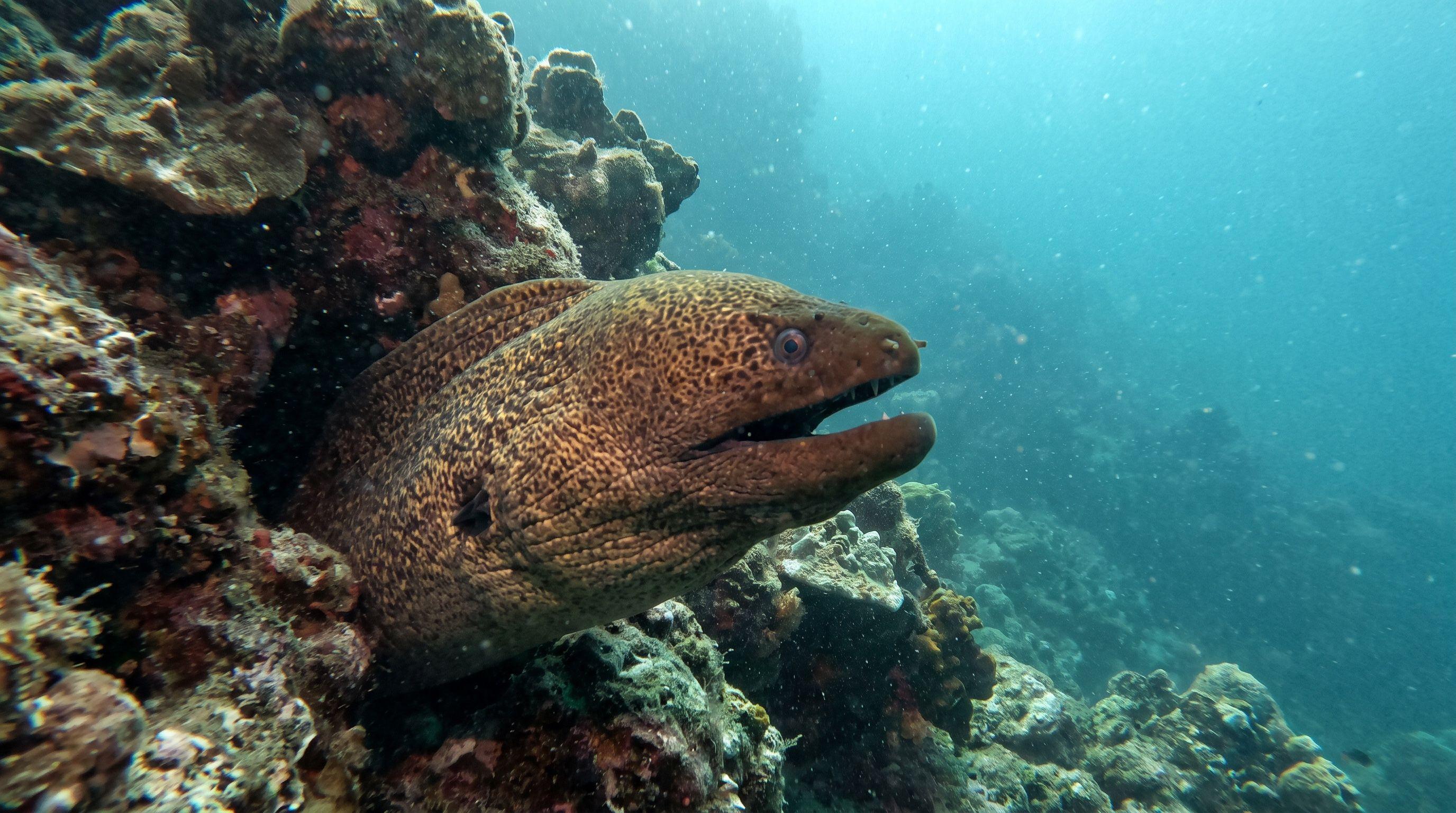 AI-generated illustration; species identification unverified. Moray Eel (assorted)