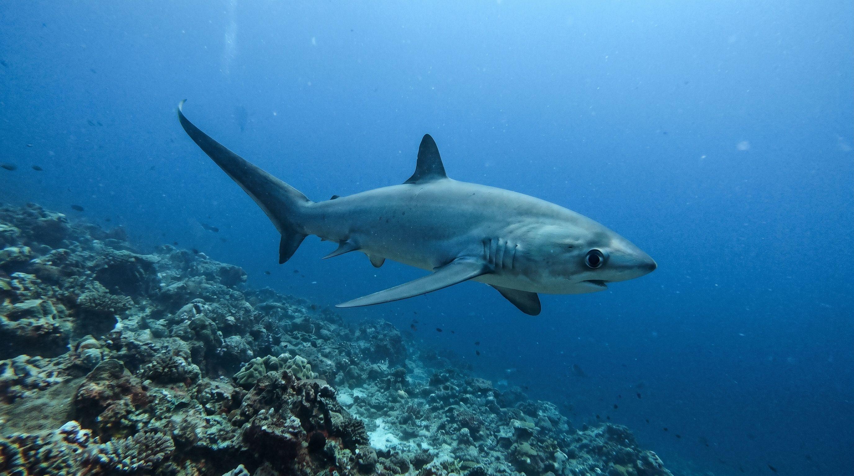 AI-generated illustration; species identification unverified. Thresher Shark (assorted)