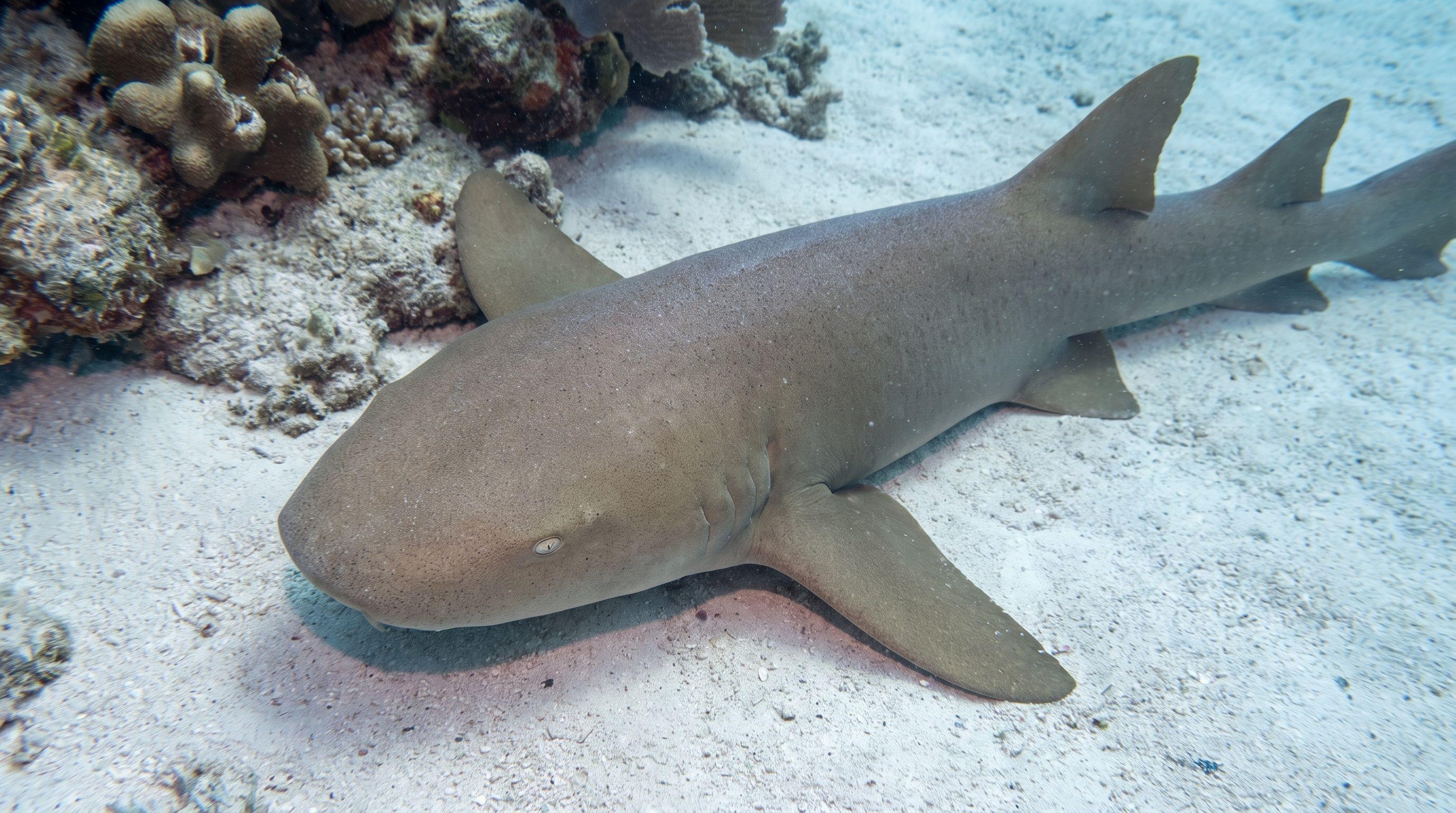 AI-generated illustration; species identification unverified. Nurse Shark (Ginglymostoma cirratum)
