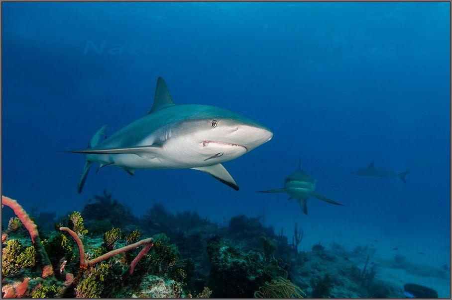 Caribbean Reef Shark