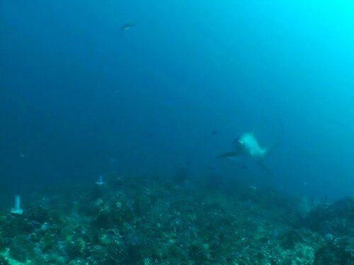 Pelagic Thresher Shark