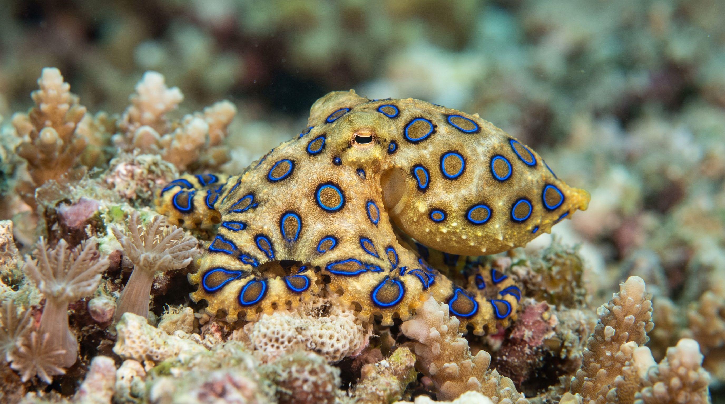 AI-generated illustration; species identification unverified. Blue-ringed Octopus (Hapalochlaena lunulata)