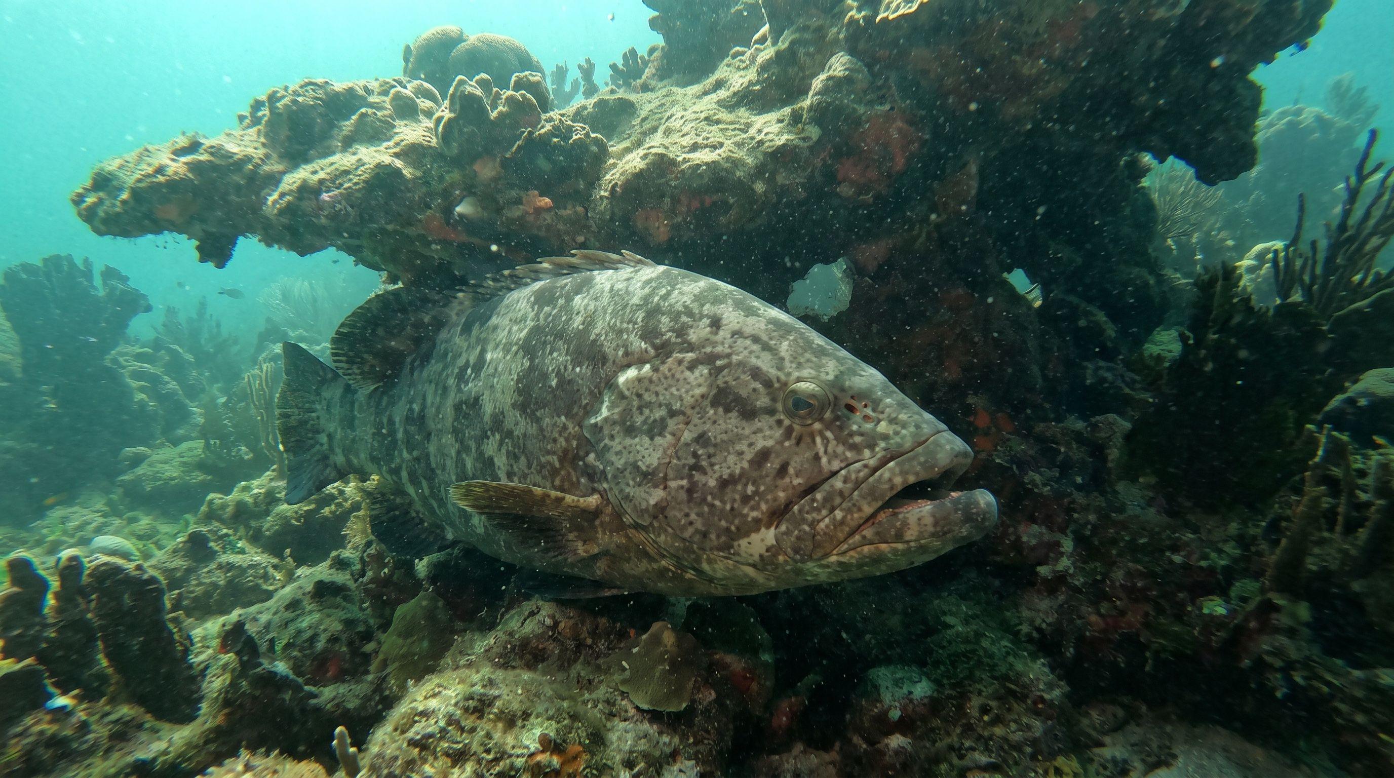 AI-generated illustration; species identification unverified. Grouper (assorted)