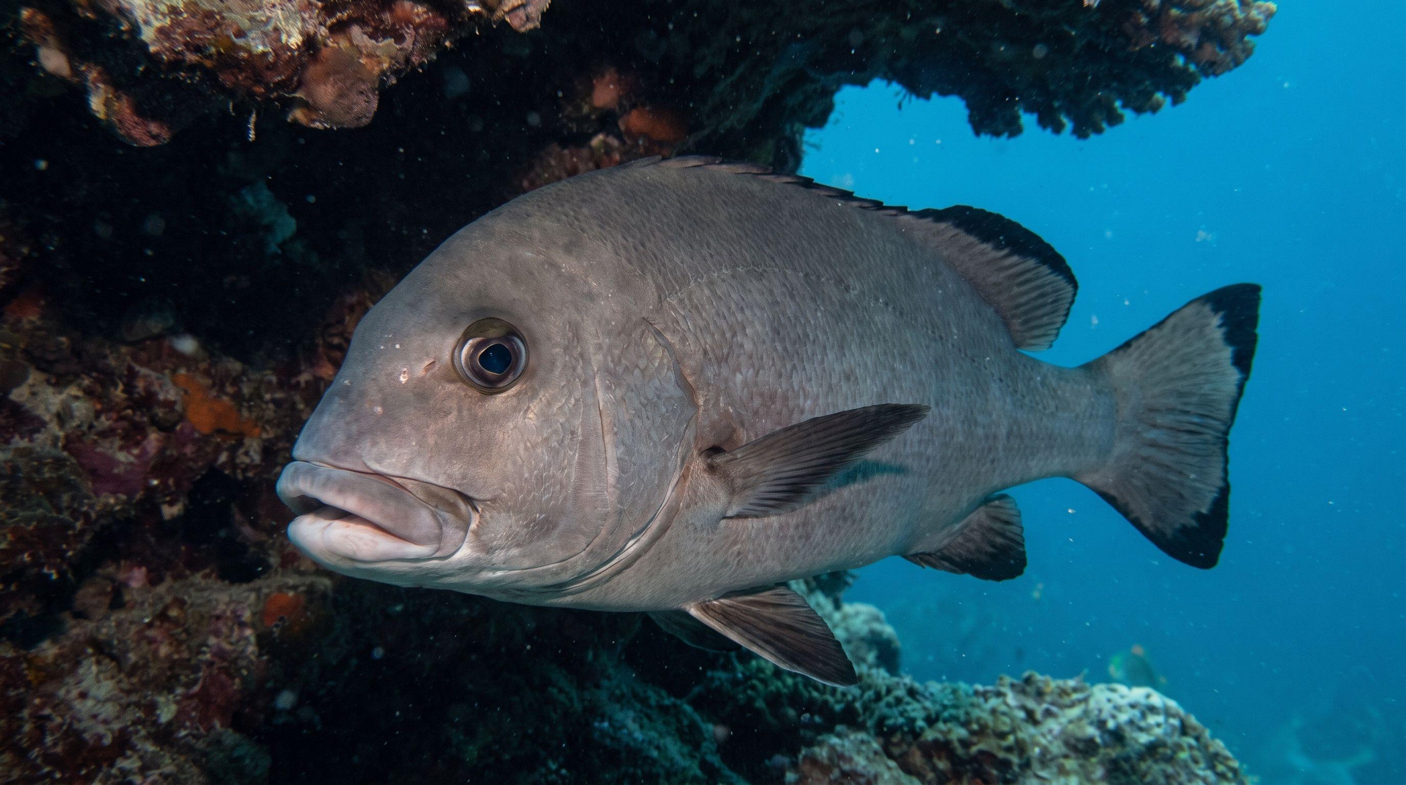 AI-generated illustration; species identification unverified. Giant Sweetlips (Plectorhinchus albovittatus)